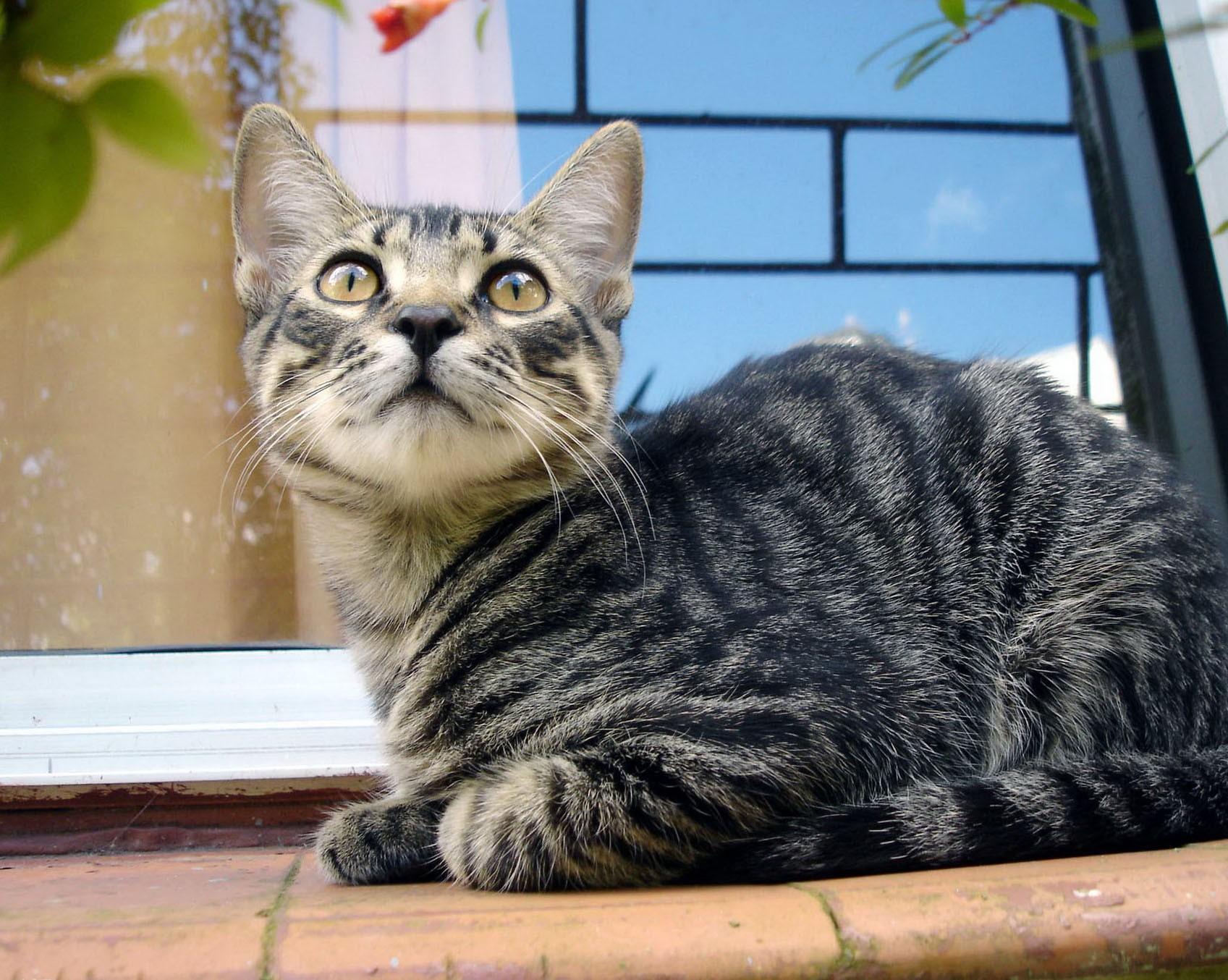 HD Cat Image, Animal Photo, Kitty, Cute Cat Wallpaper