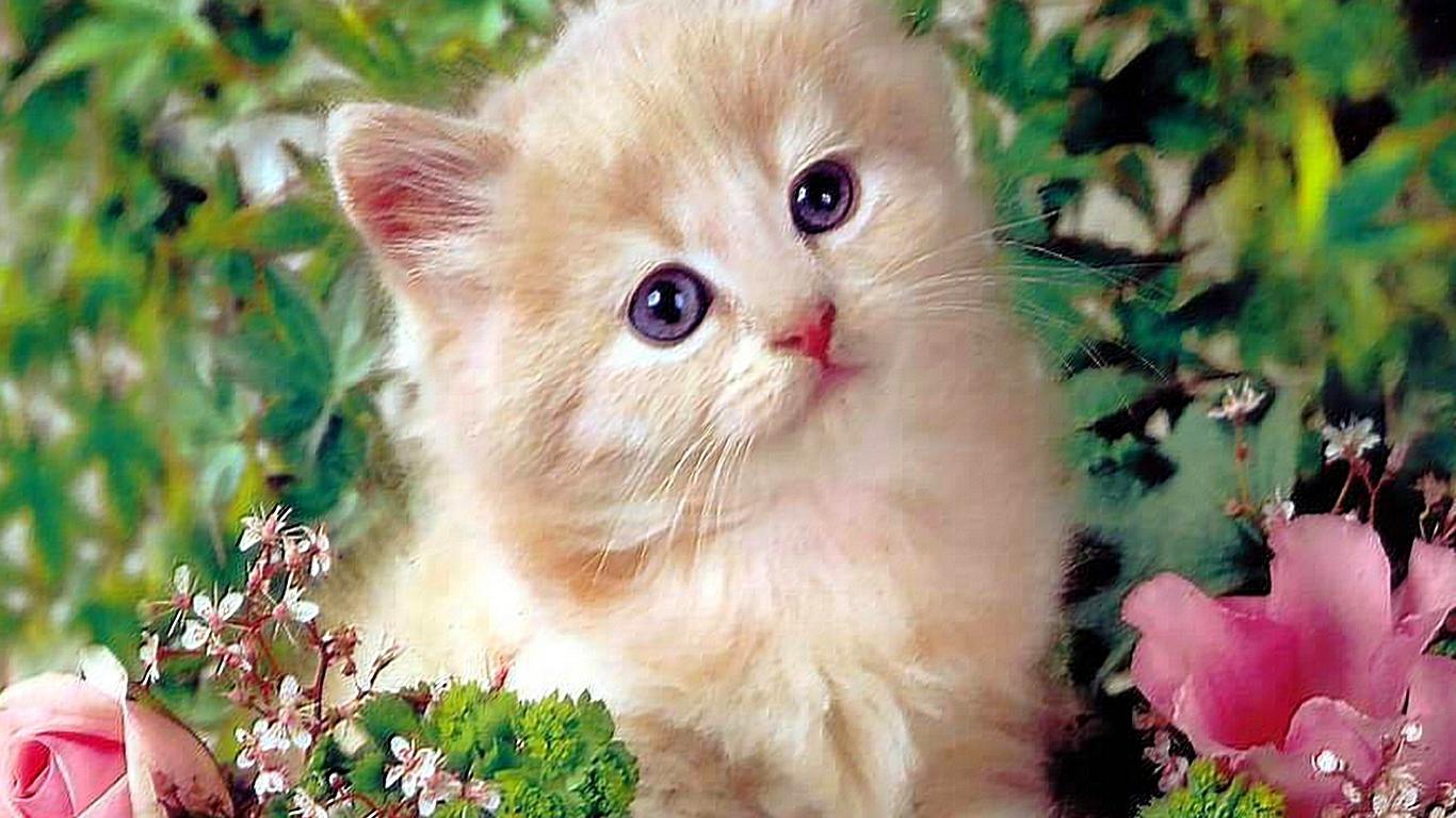 Kitty Cat Wallpaper, Picture