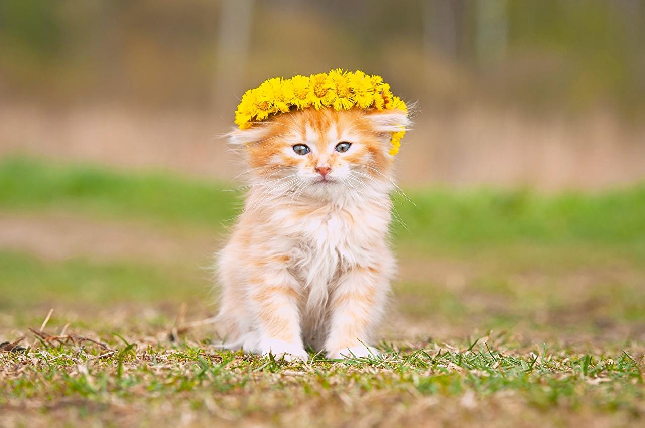 Desktop Wallpaper kitty cat cat Ginger color Animals