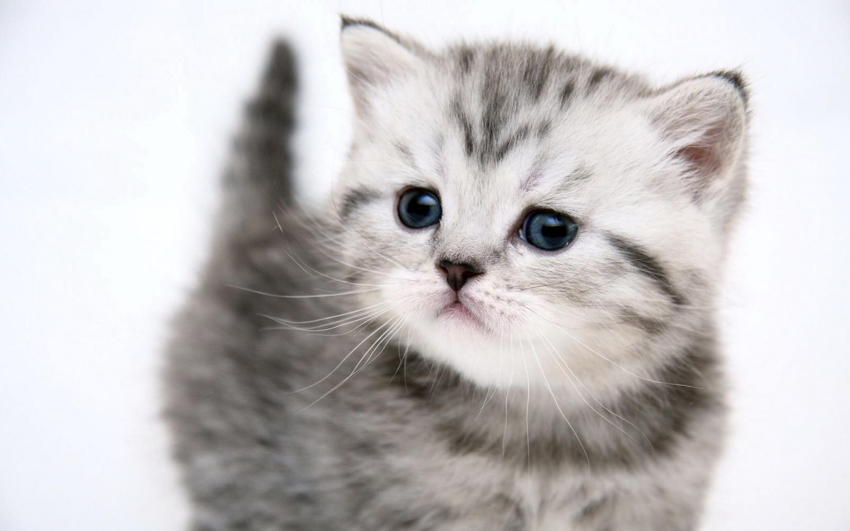 Kitten Cute Kitty Cat