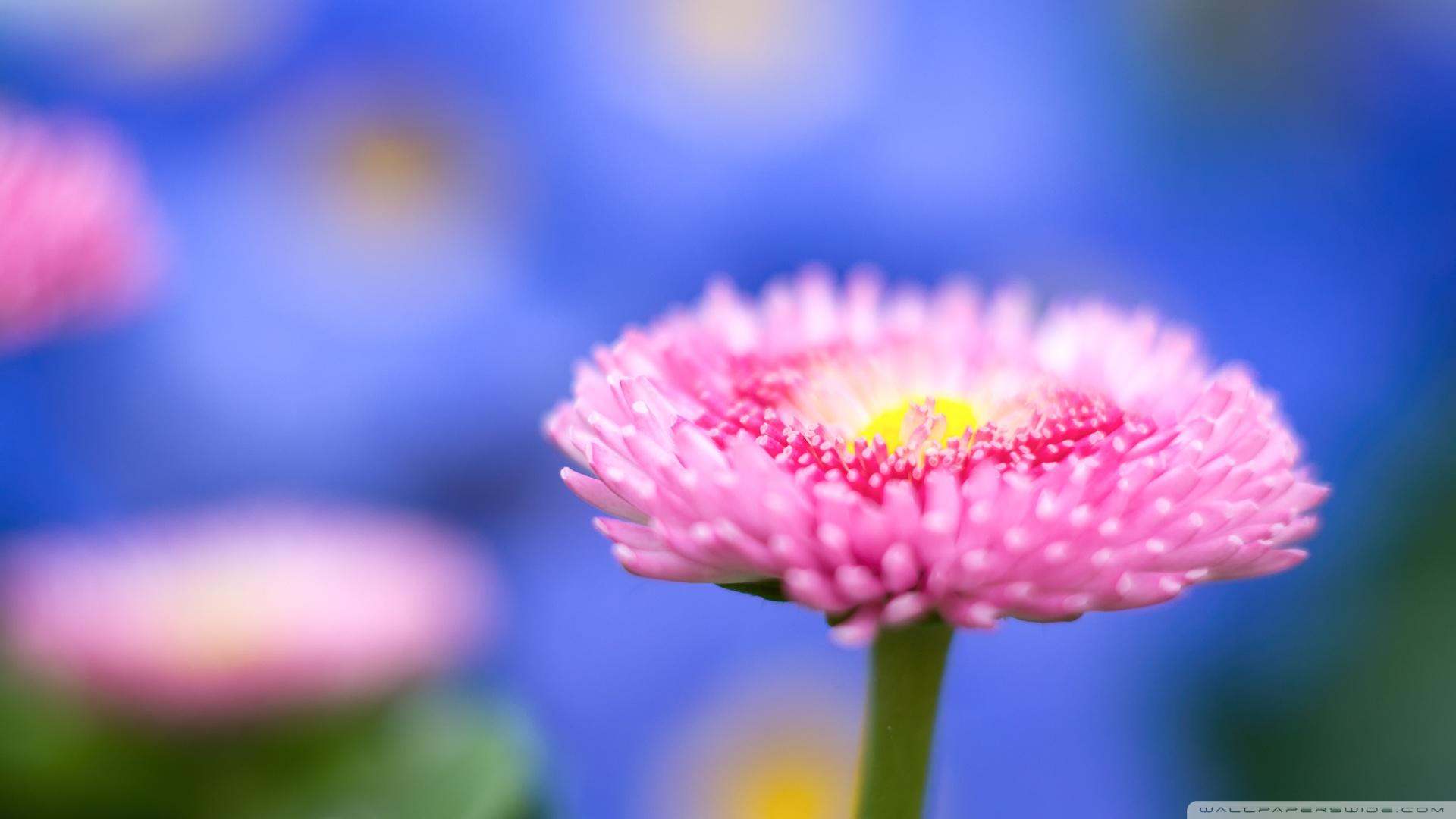 Flower Macro HD wallpaperx1600 Pink