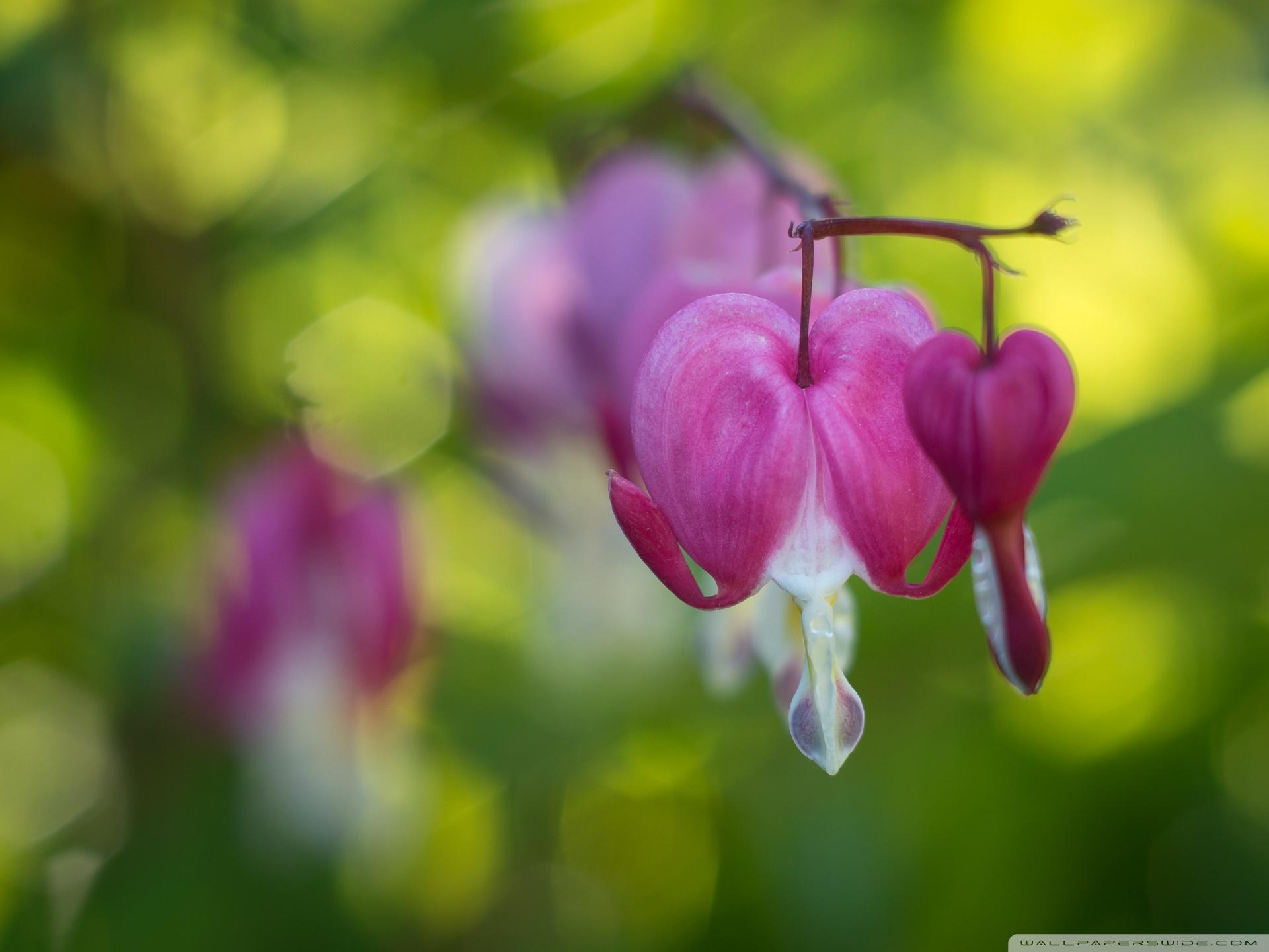Bleeding Heart Flowers, Unfocused Green Background ❤ 4K HD