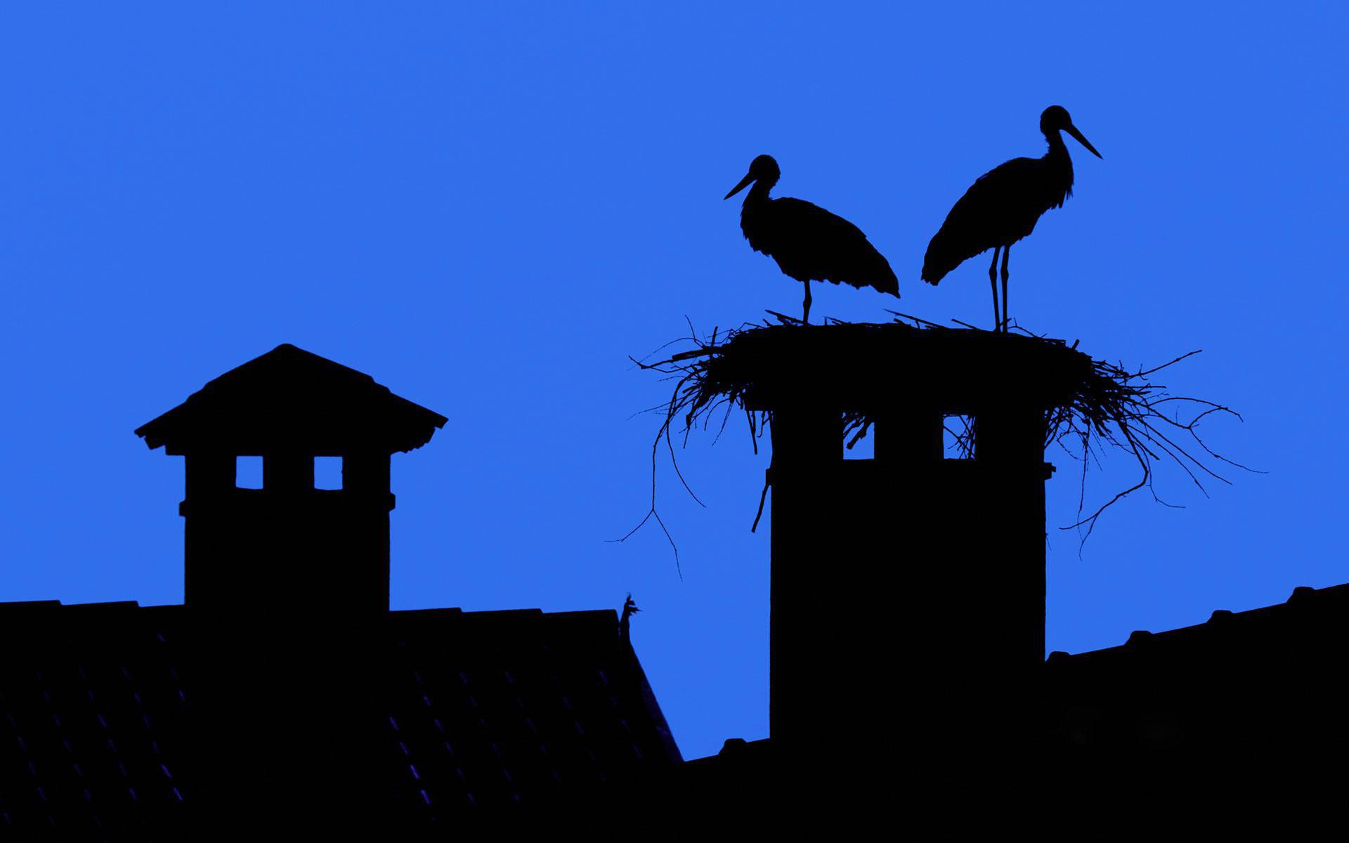 sky, City, Roof, Chimney, Stork Wallpaper HD / Desktop