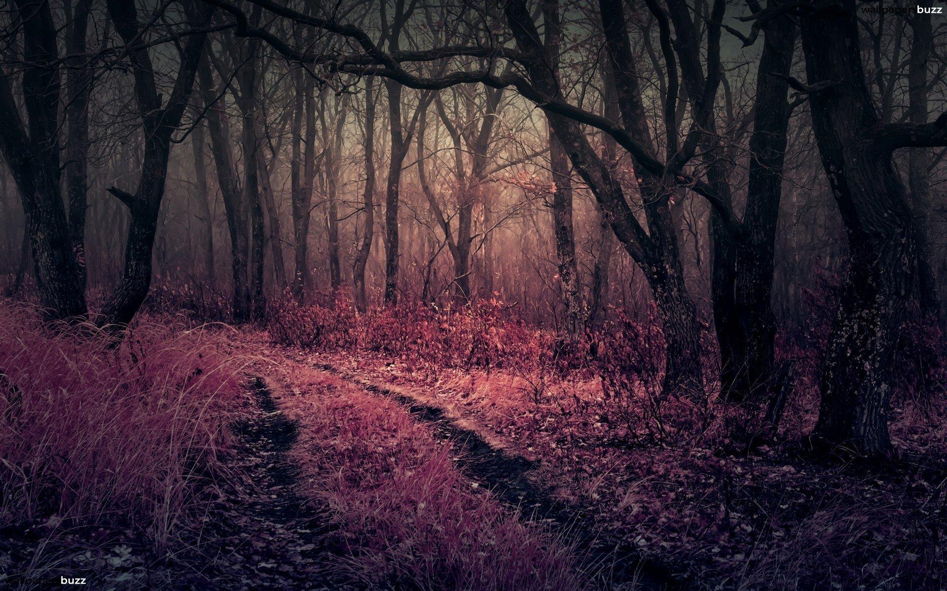 Gloomy forest HD Wallpaper