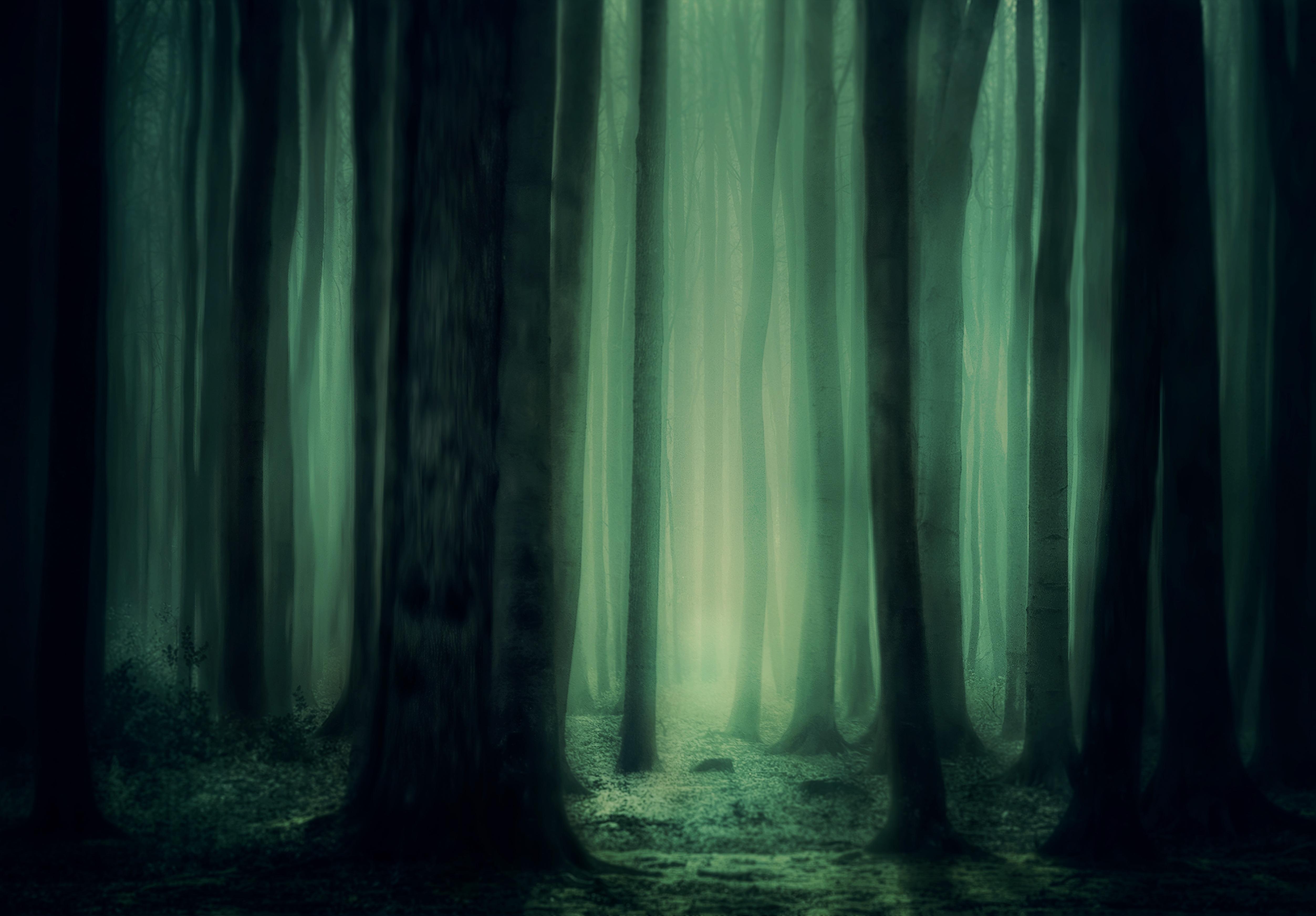 wallpaper forest, fog, trees, dark, gloomy HD, Widescreen