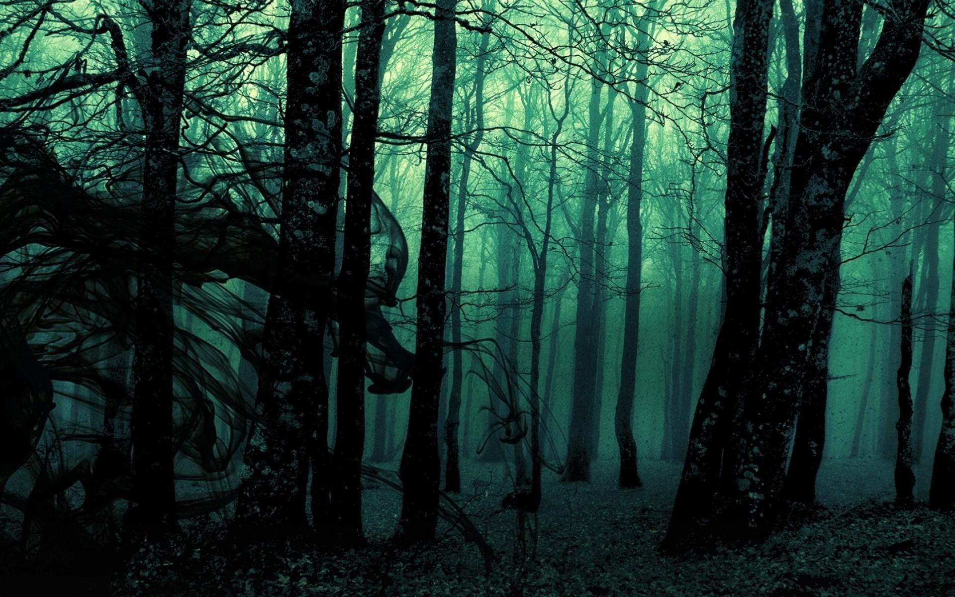 forest landscape dark nature trees photo