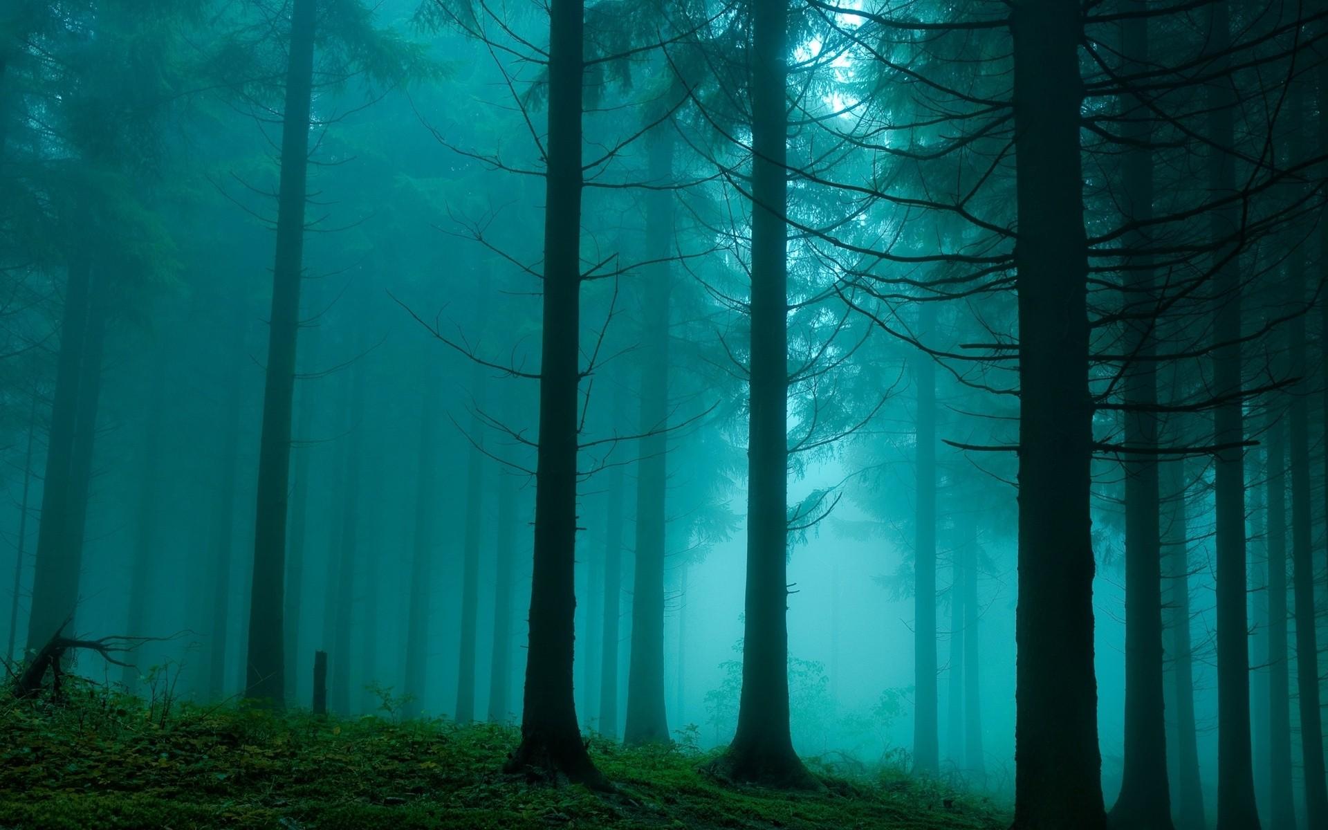 trees, wood, fog, gloomy wallpaper