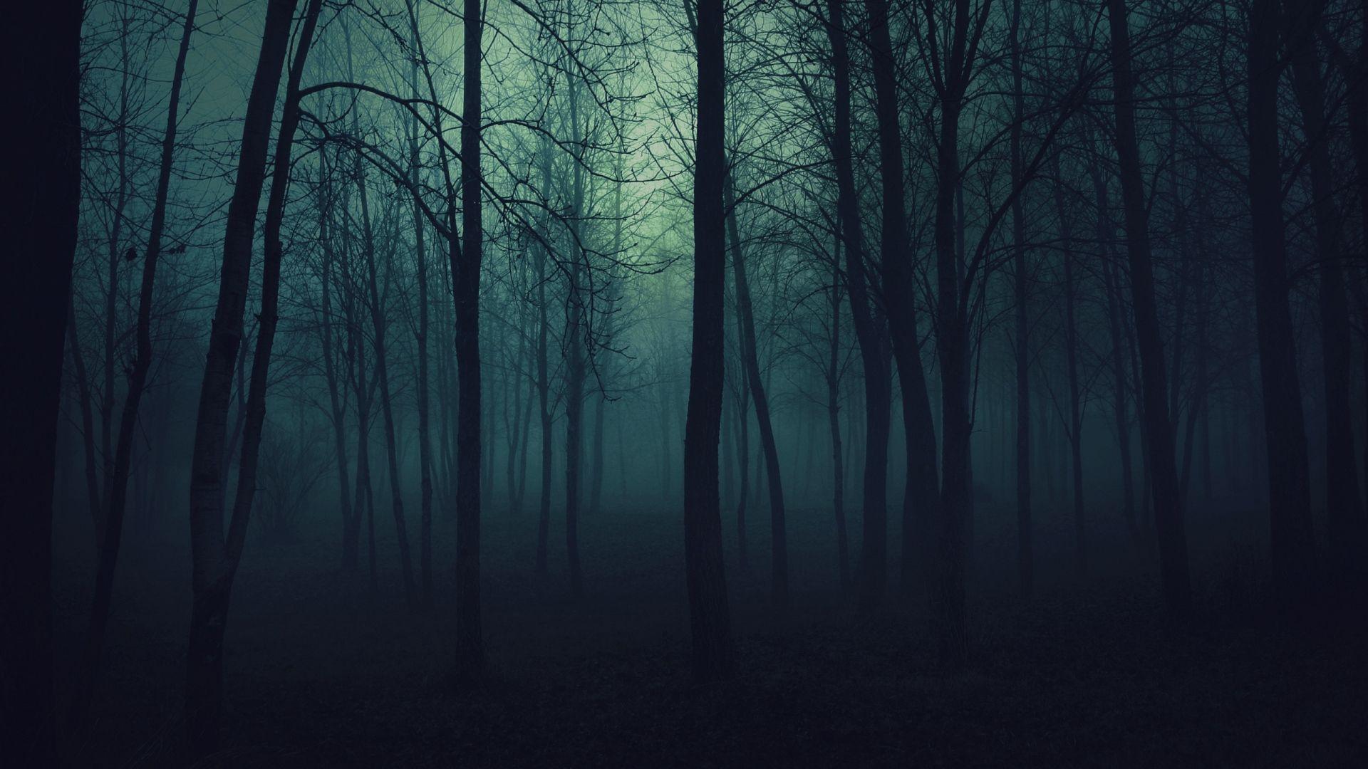 Wallpaper wood, trees, gloomy, fog, haze, darkness
