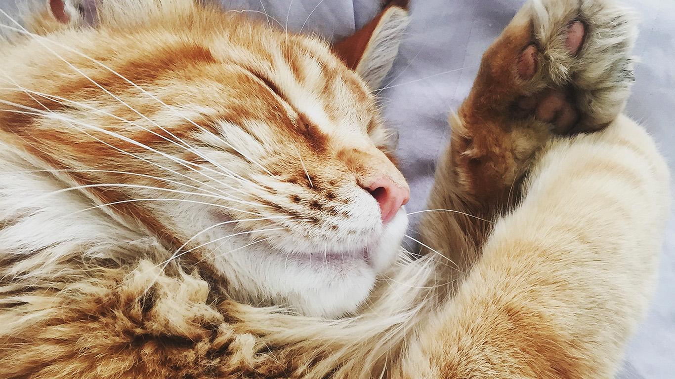 wallpaper for desktop, laptop. cat nap sleeping animal