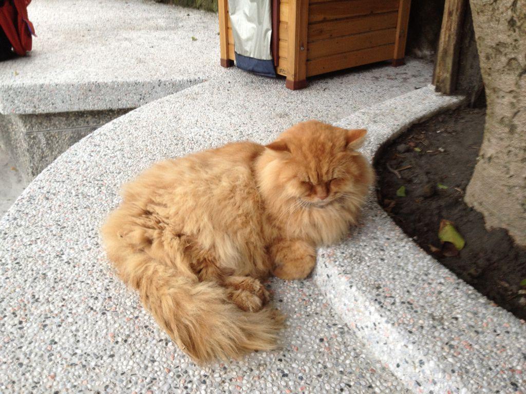 Cats Wallpaper Orange Persian Sleeping