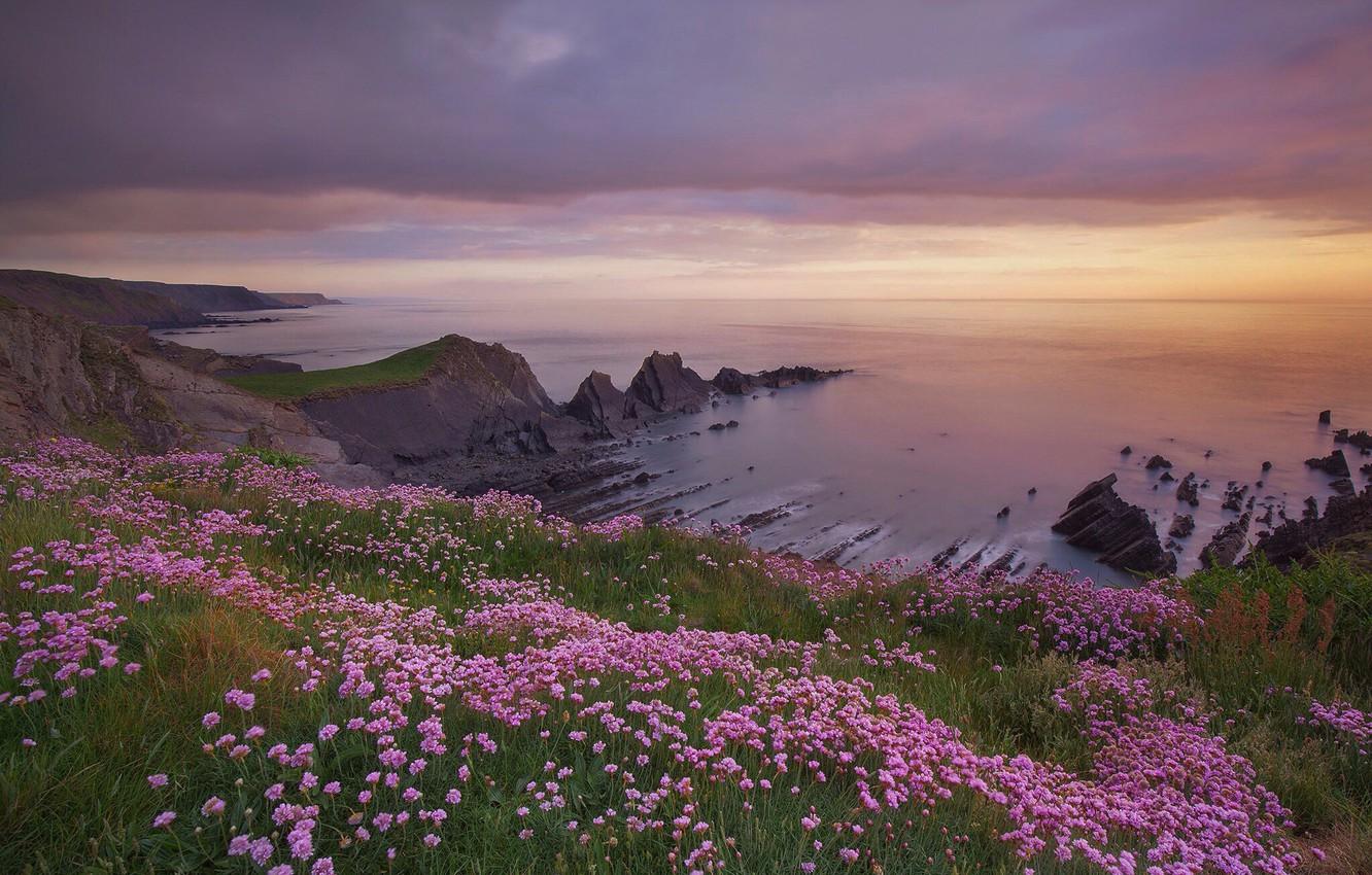Wallpaper sea, sunset, flowers, rocks, coast, England, Devon