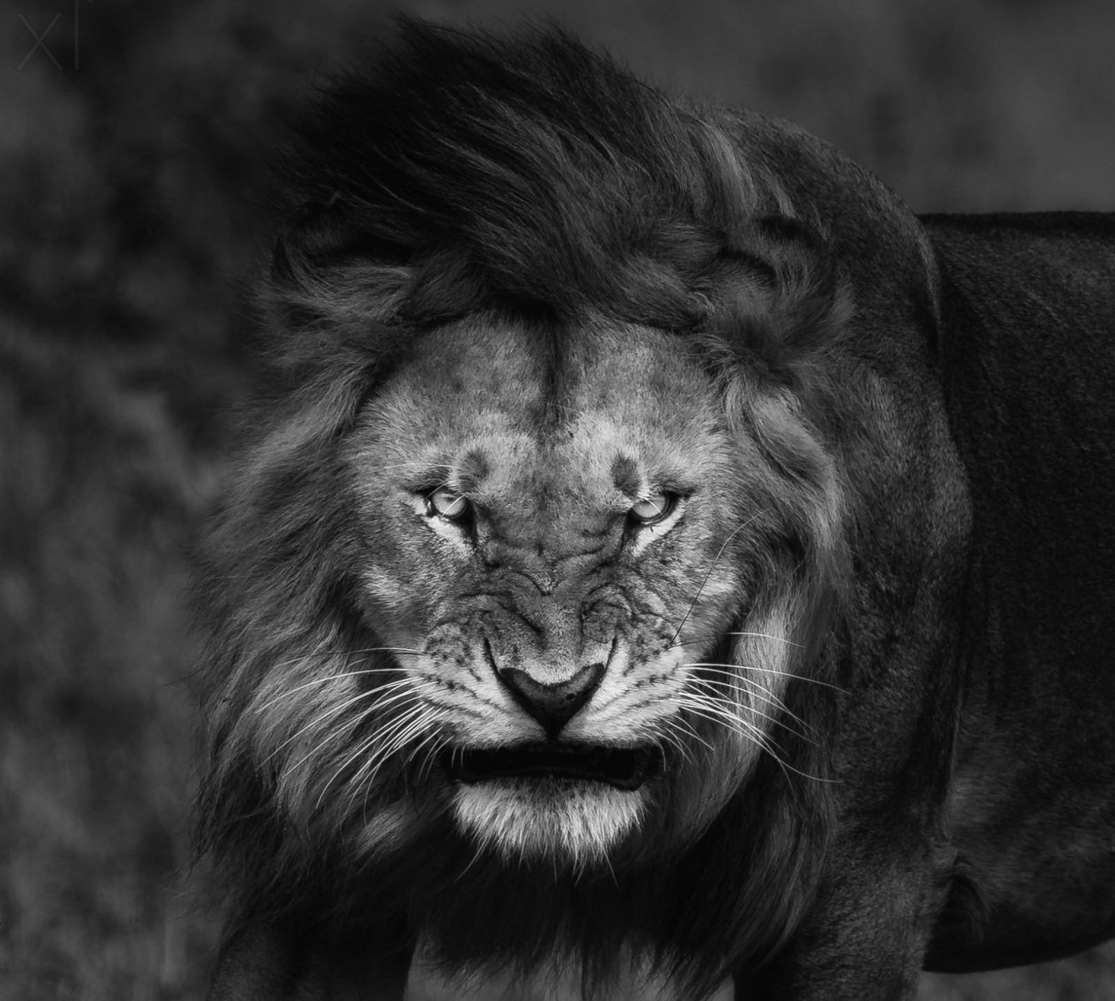 nature lion big cats fury angry portrait monochrome