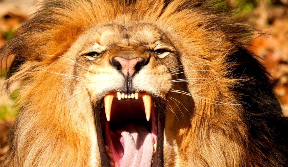 Angry Lion Wallpaper HD