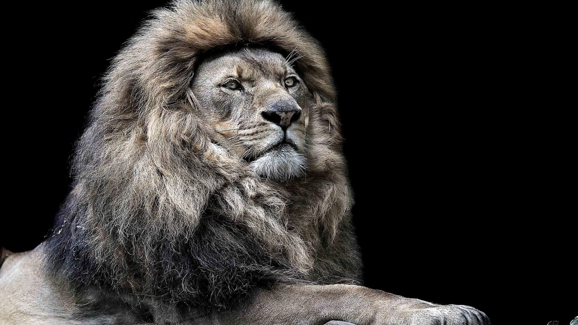 Angry Lion Wallpaper, Picture