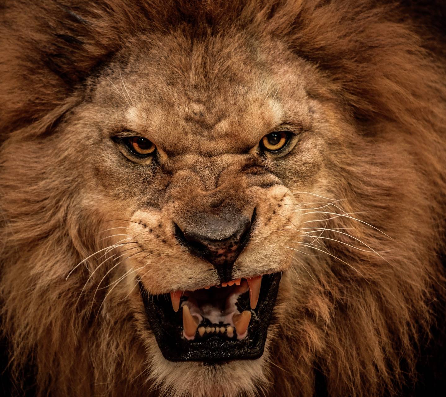 Angry Roaring Lion Wallpaper
