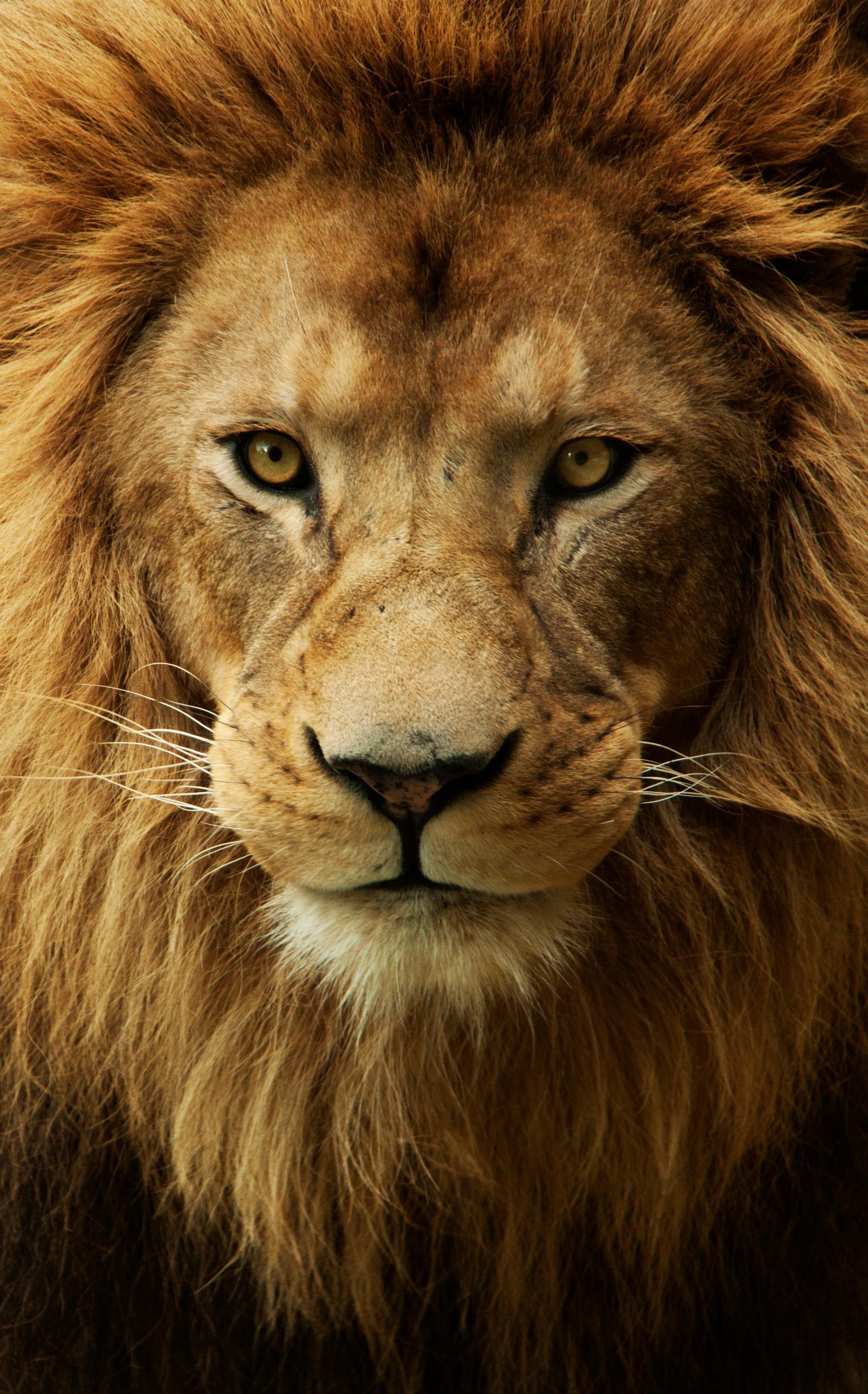 Lion Face Wallpaper Group , Download for free
