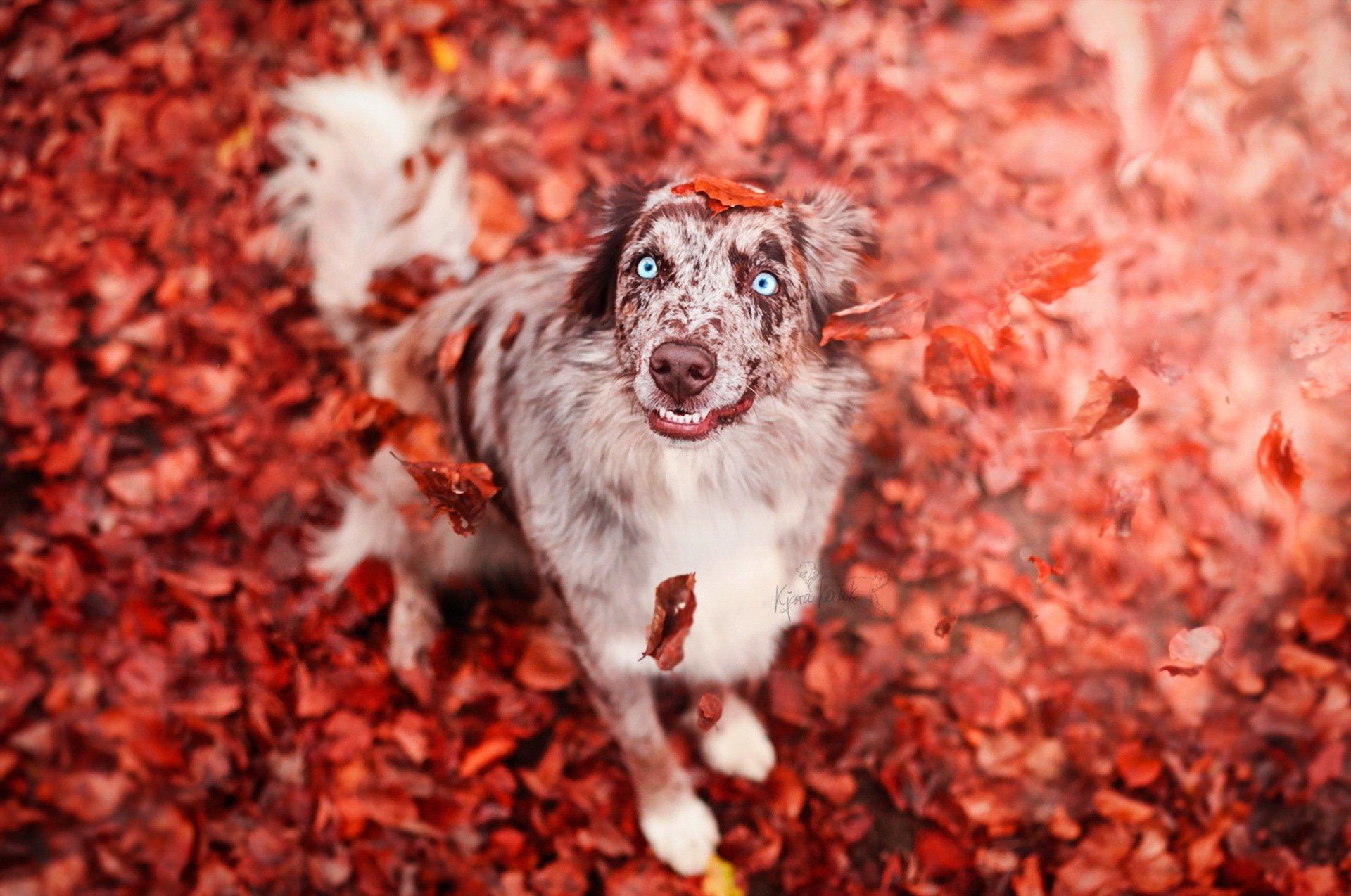 colorful leaves fall animals dog wallpaper