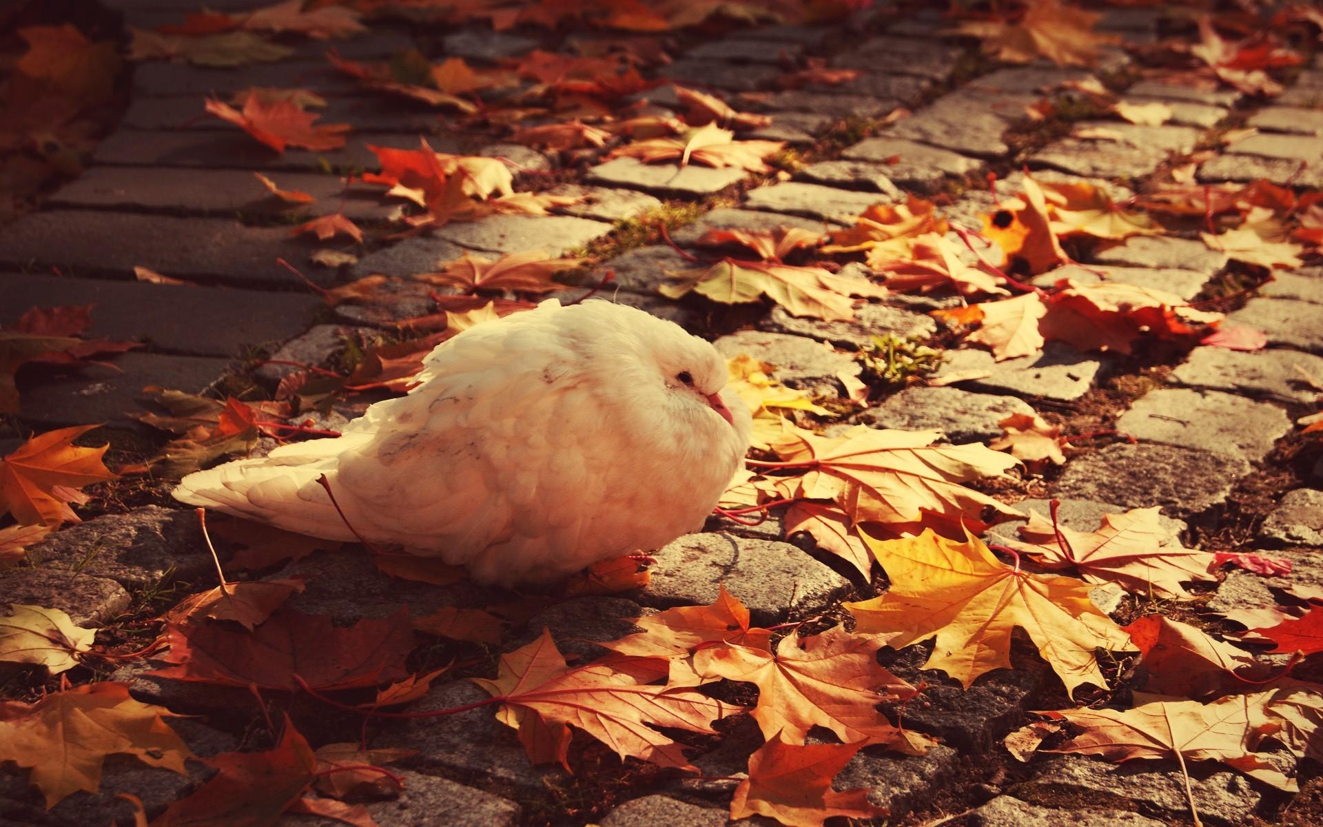 animals birds leaves cobblestone doves fall
