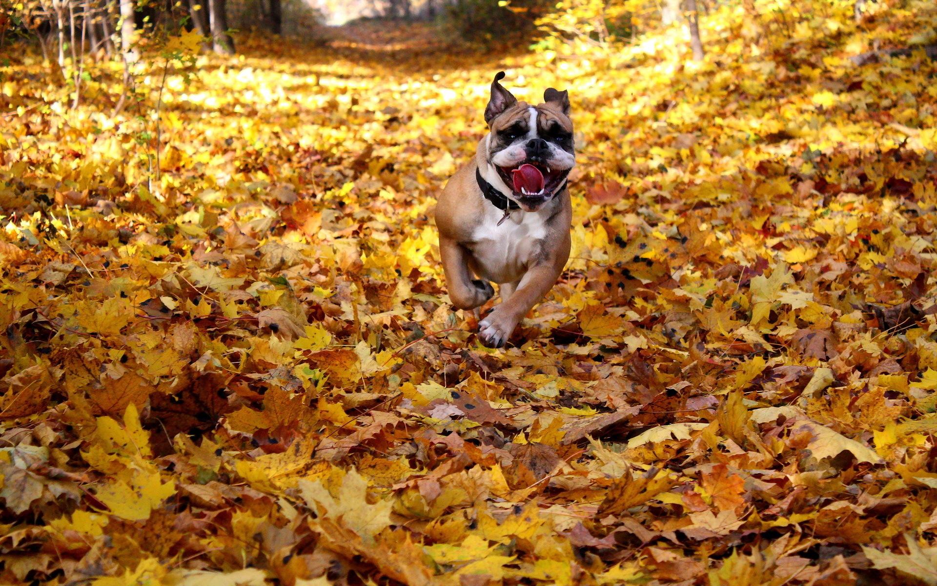 dogs, Autumn, Bulldog, Run, Dry, Foliage, Animals, Autumn