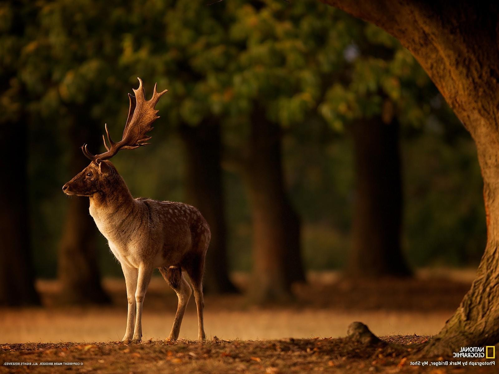 deer trees blurred depth of field fall animals horns