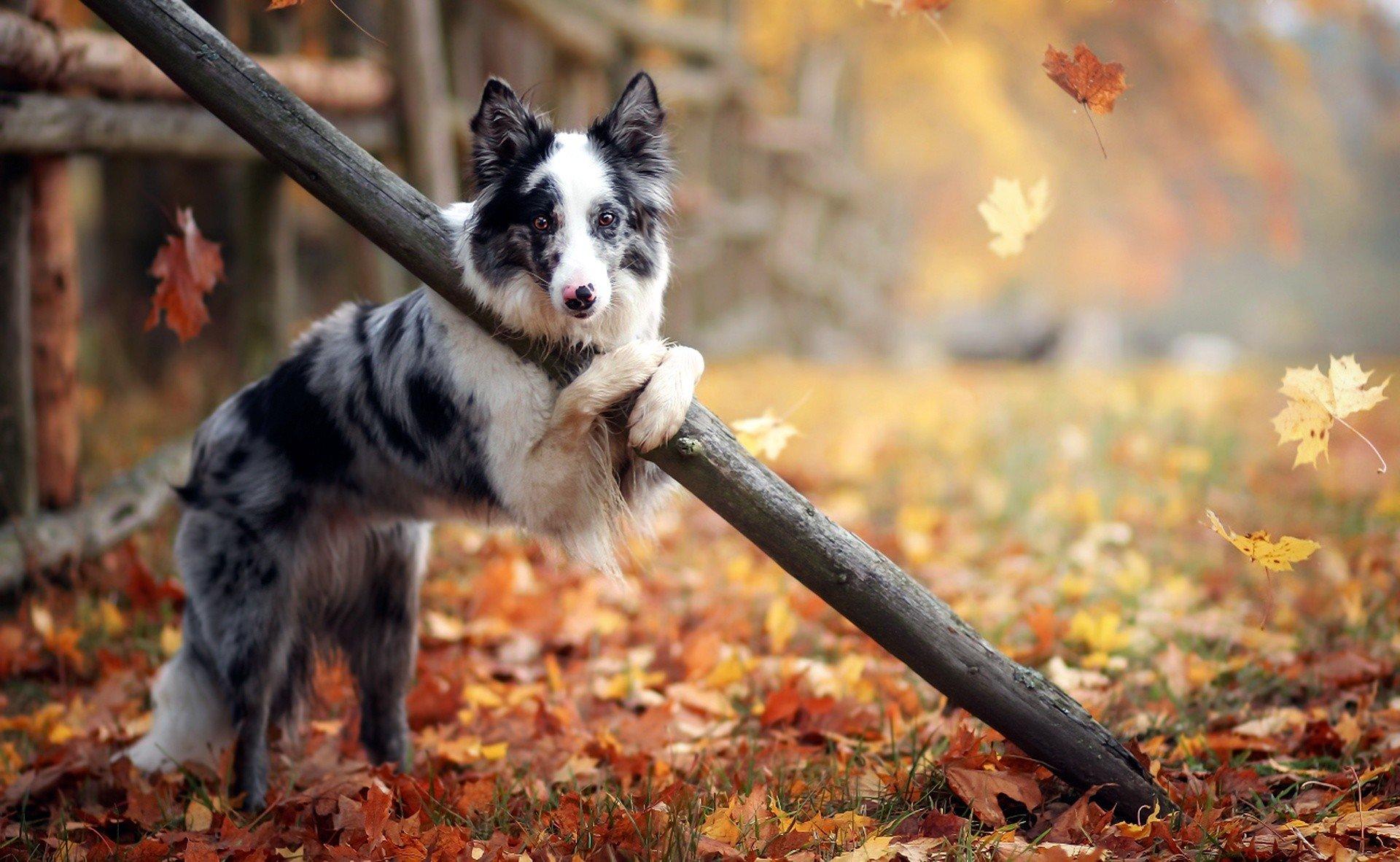 outdoors animals dog leaves fall wallpaper