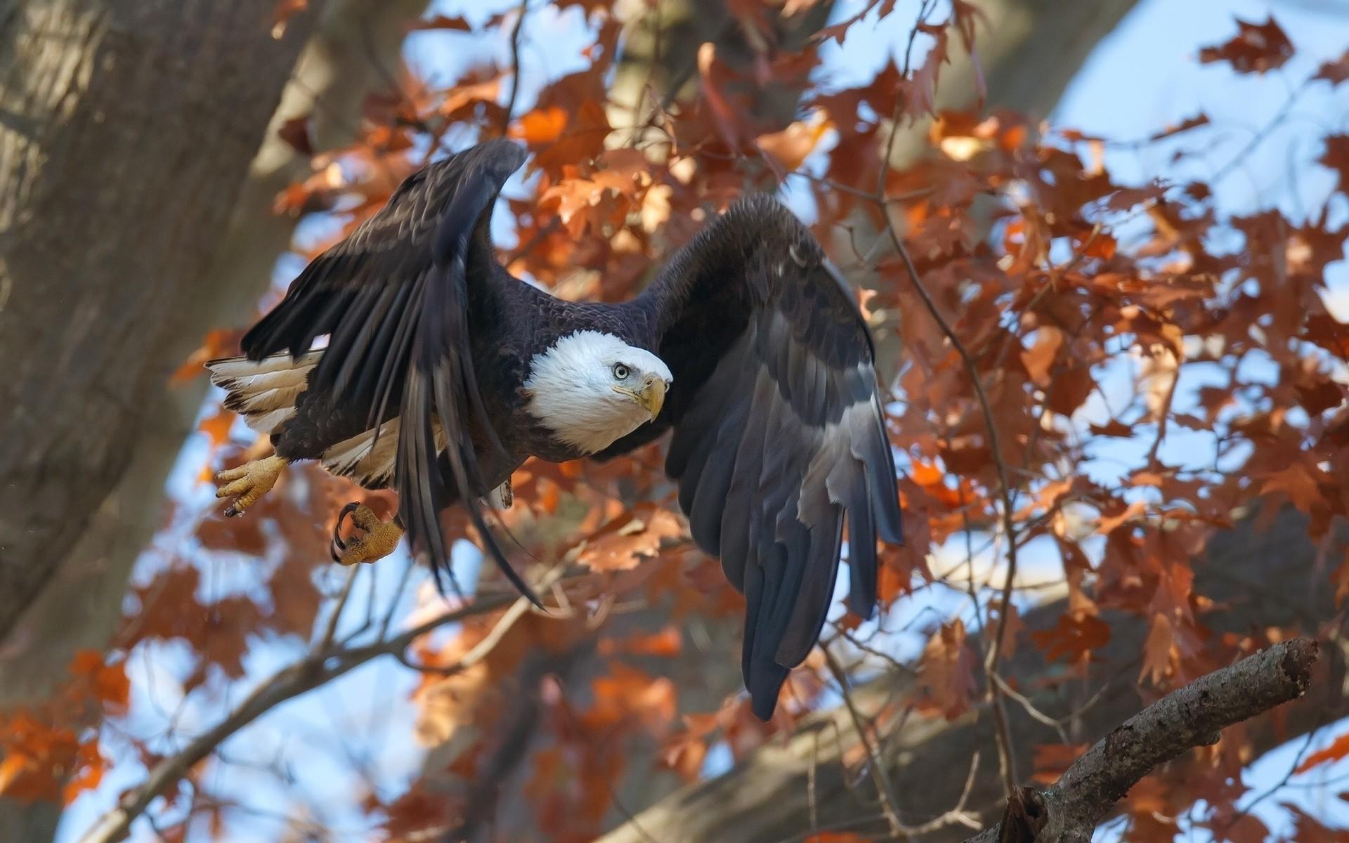 animals, Birds, Eagle, Fall, Flying Wallpaper HD / Desktop