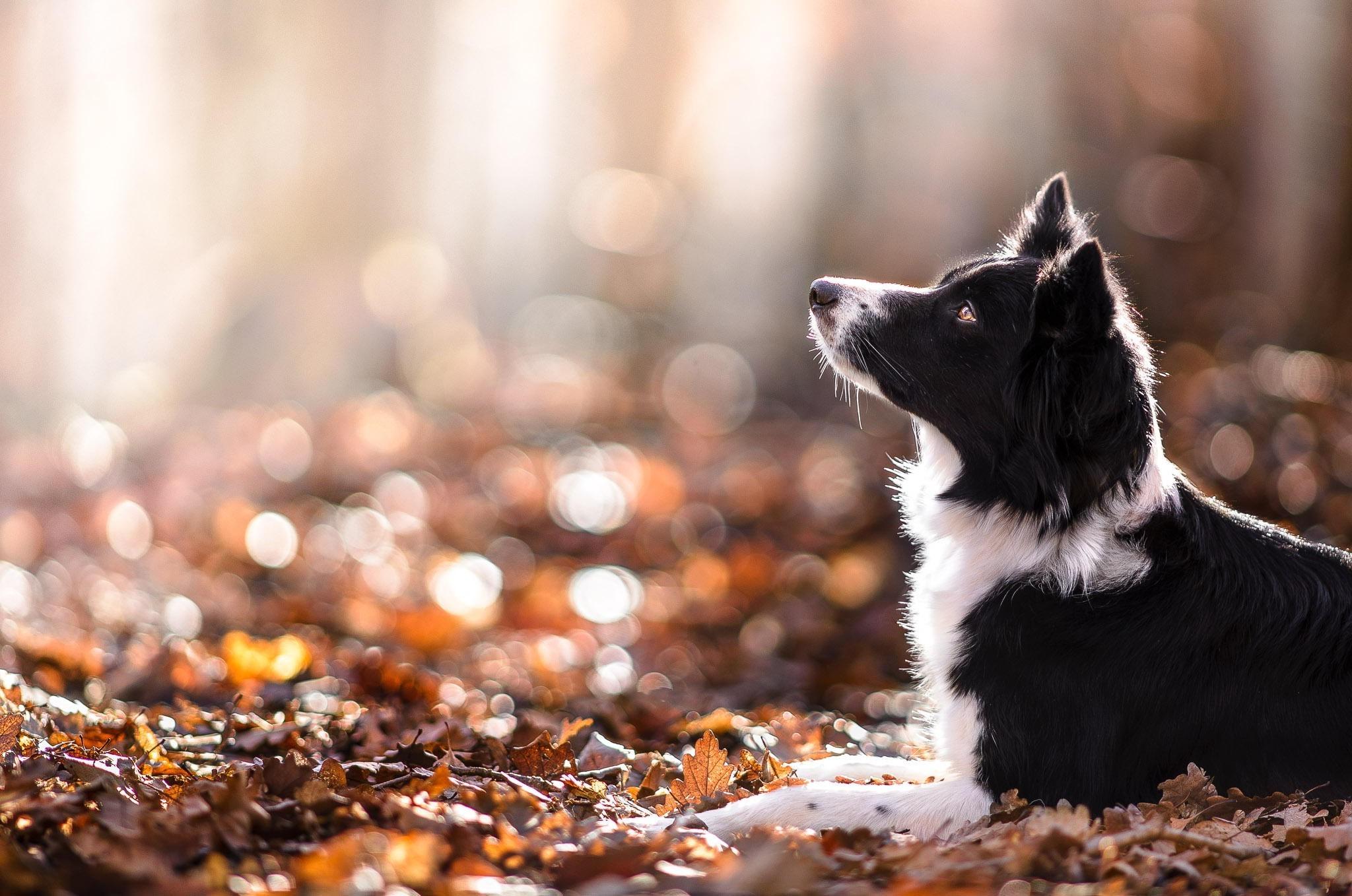 dog animals depth of field nature leaves fall
