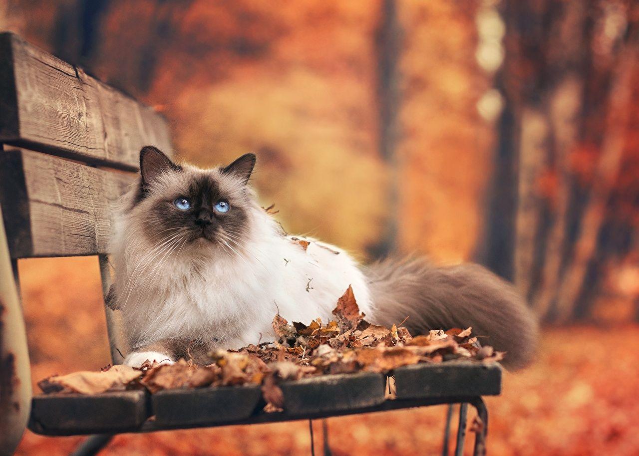 Cats and Fall Leaves Wallpaper
