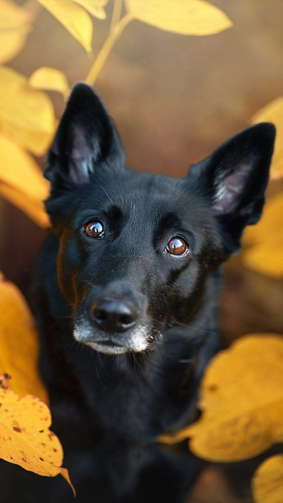 Black Pet Dog Leaves Fall. Animal & Bird Wallpaper. Pet