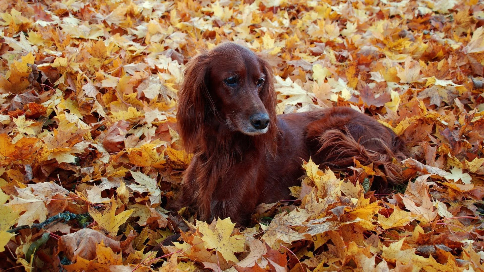 dog, Fall, Animals, Setters, Leaves Wallpaper HD / Desktop