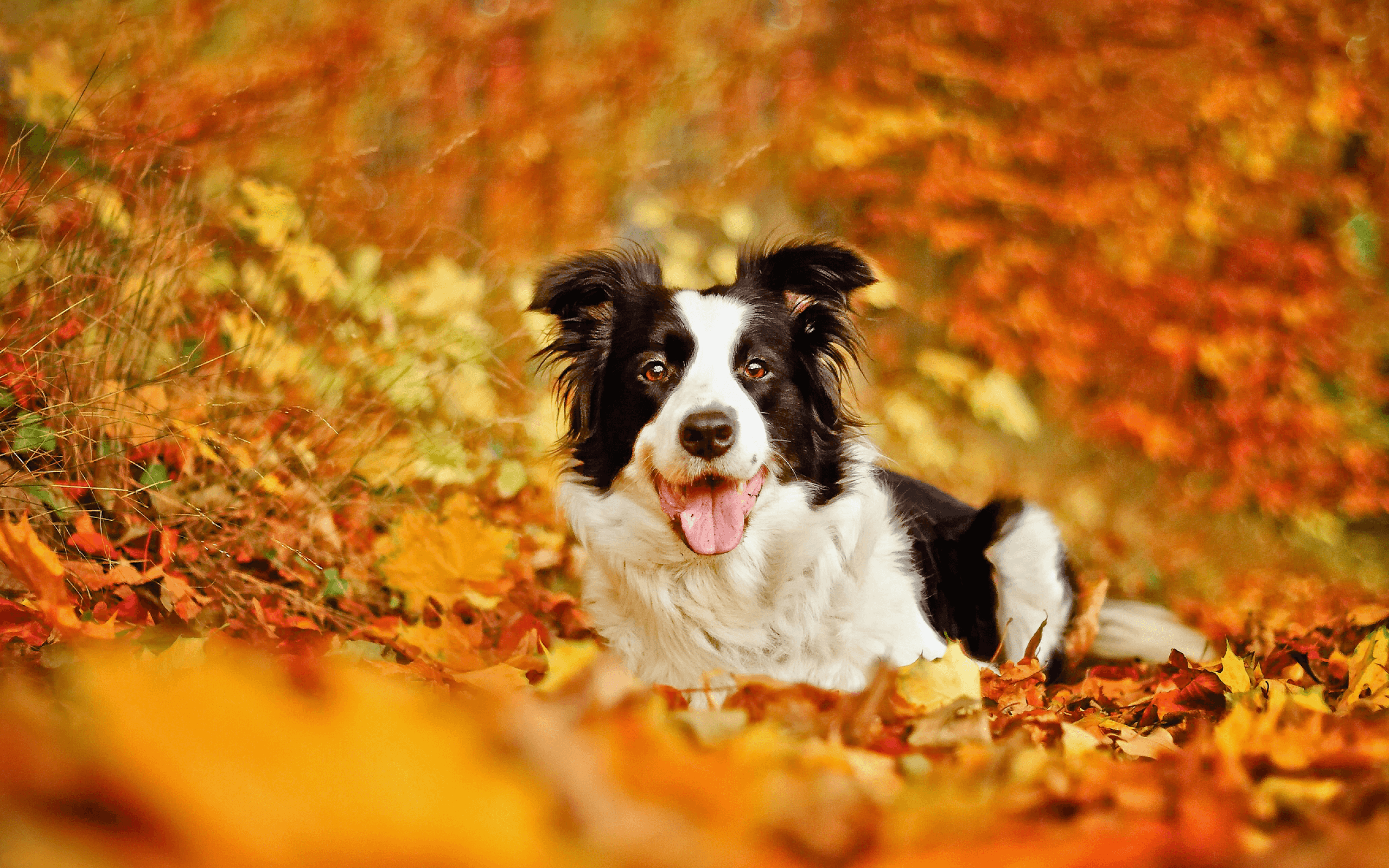 Download 2560x1600 border collie, dog, leaf, autumn, bokeh