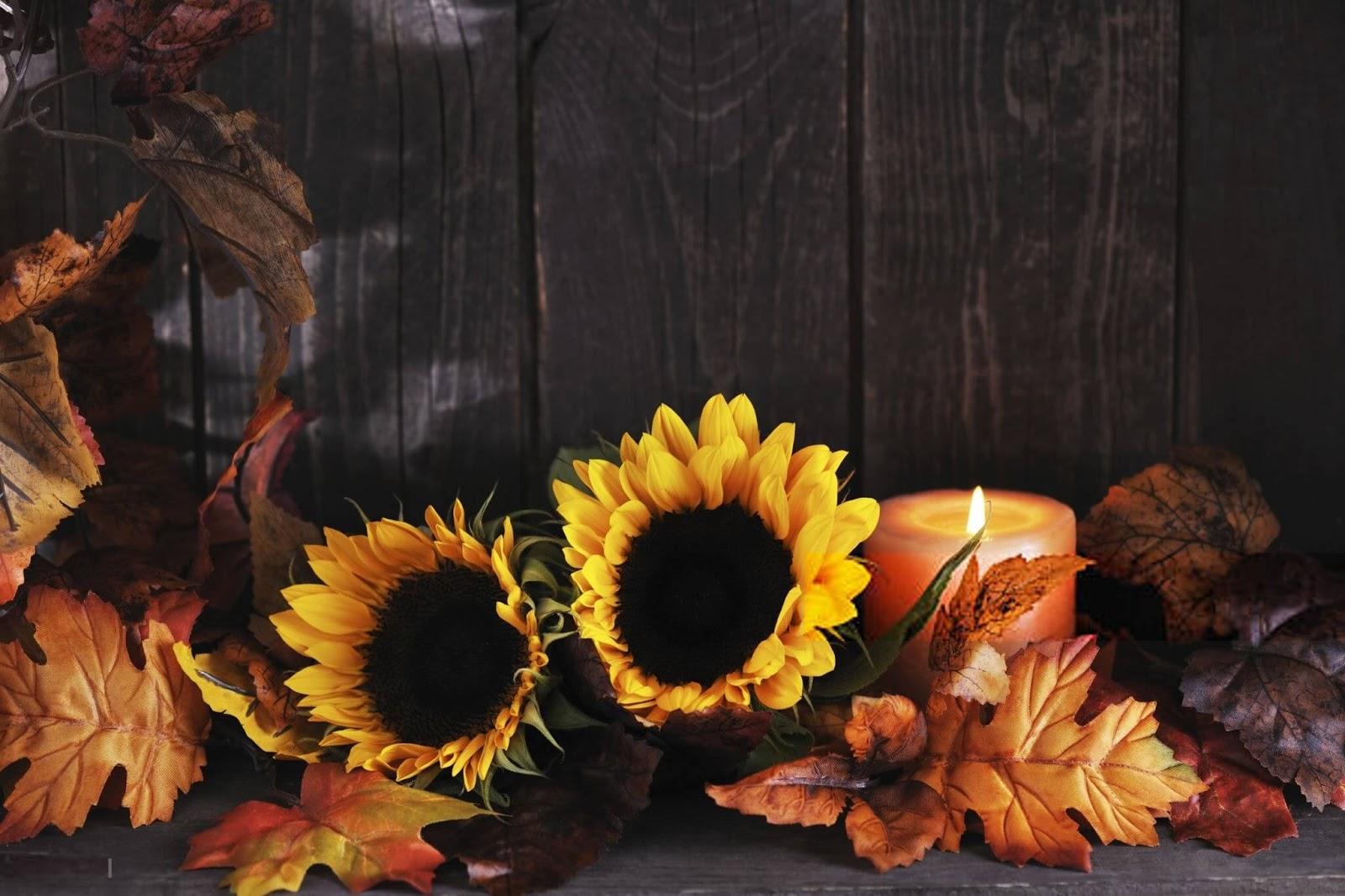 Sunflower Thanksgiving Wallpaper. Gardening: Flower