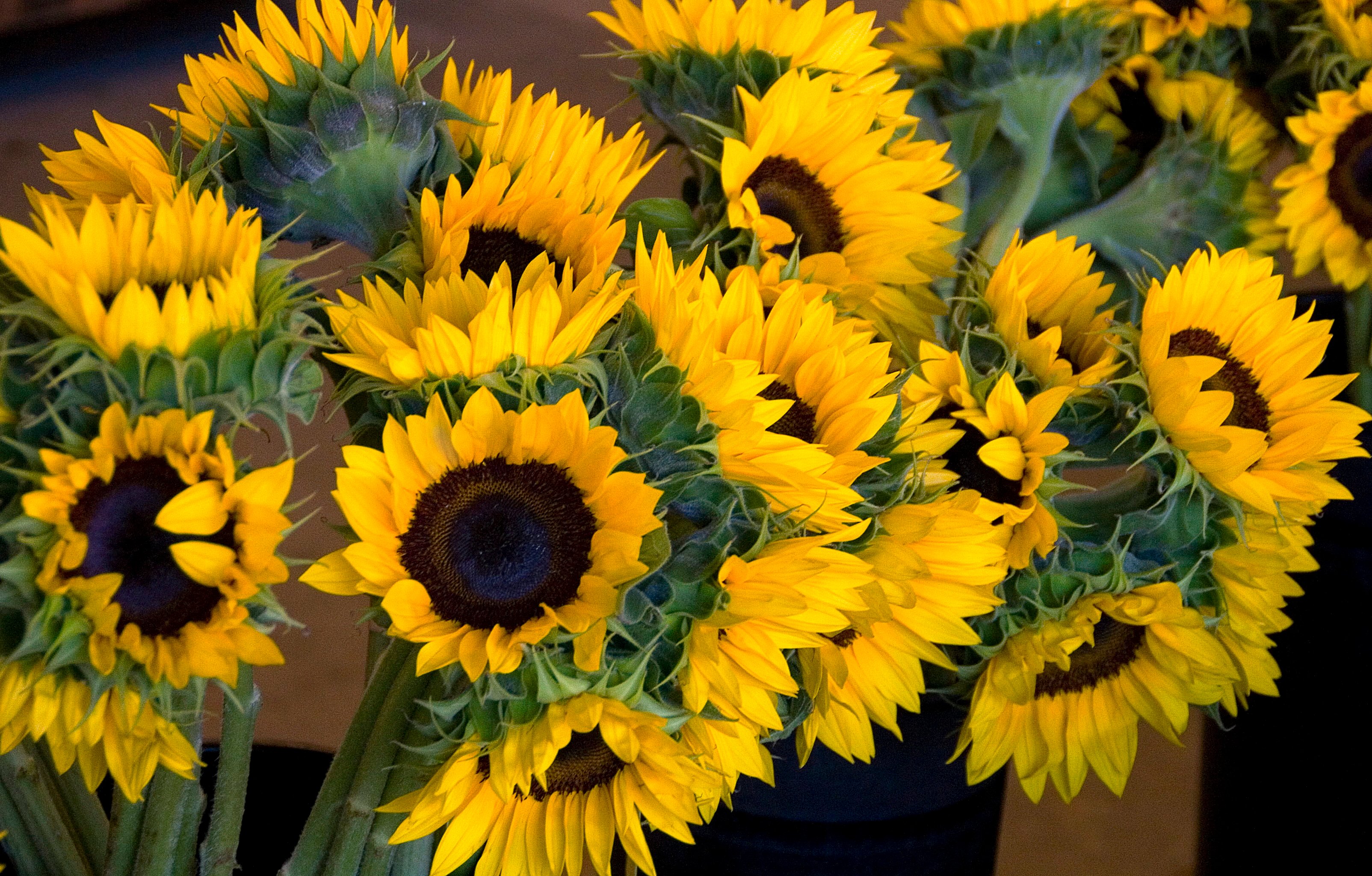 Arrange of sunflower in vase closeup photo HD wallpaper