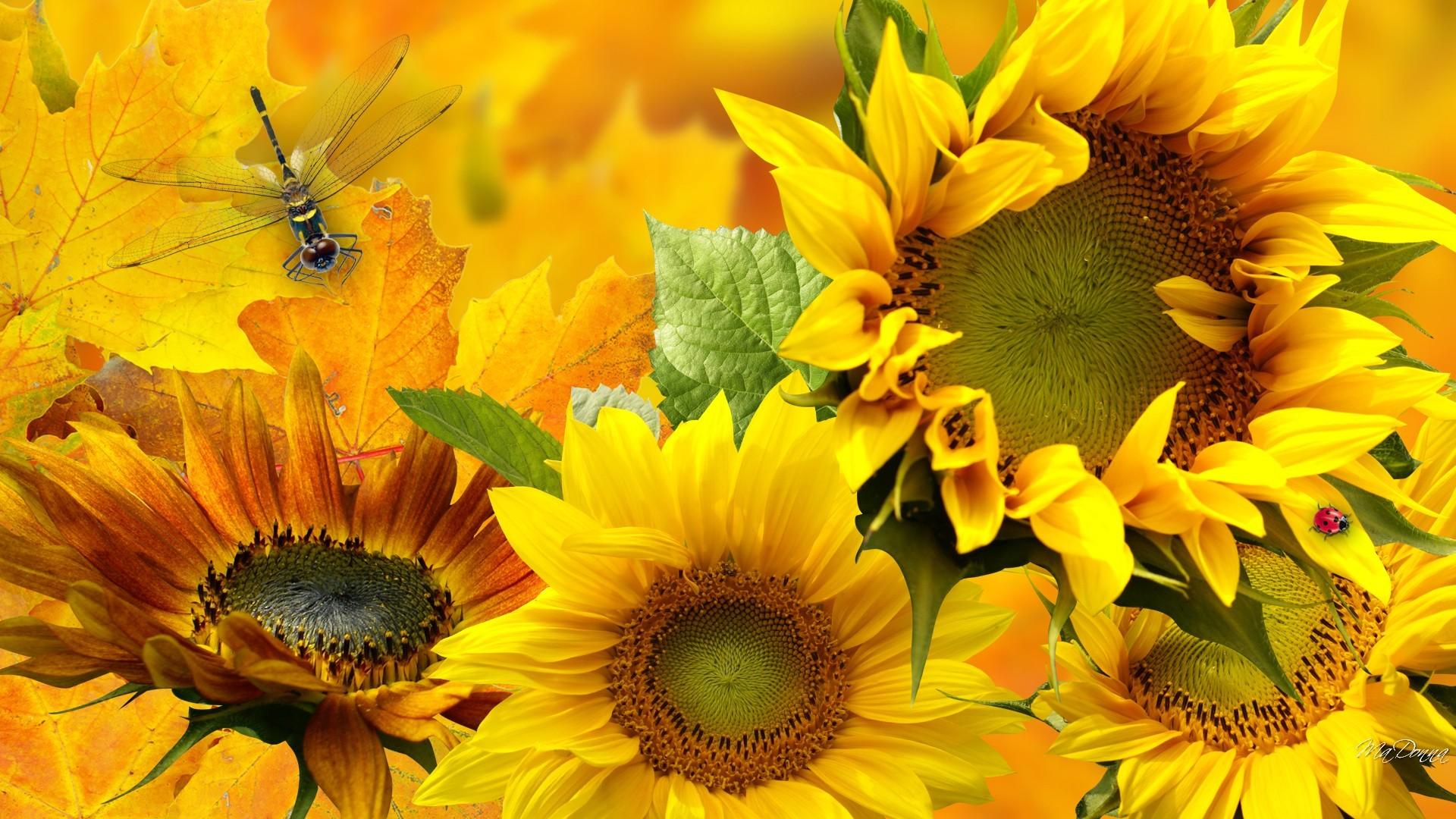 Sunflowers and Dragonfly HD Wallpaper. Background Image