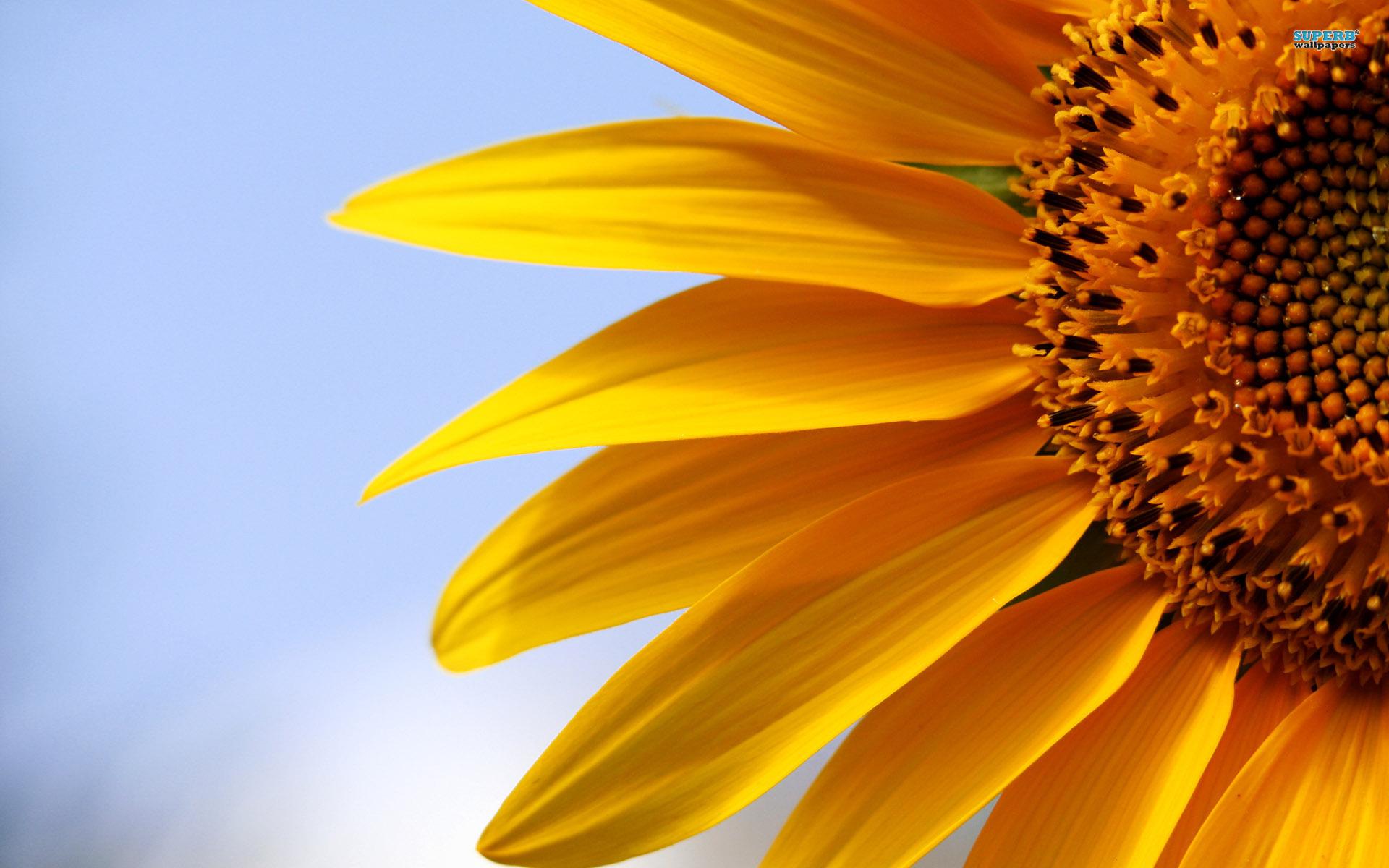 Sunflower Image