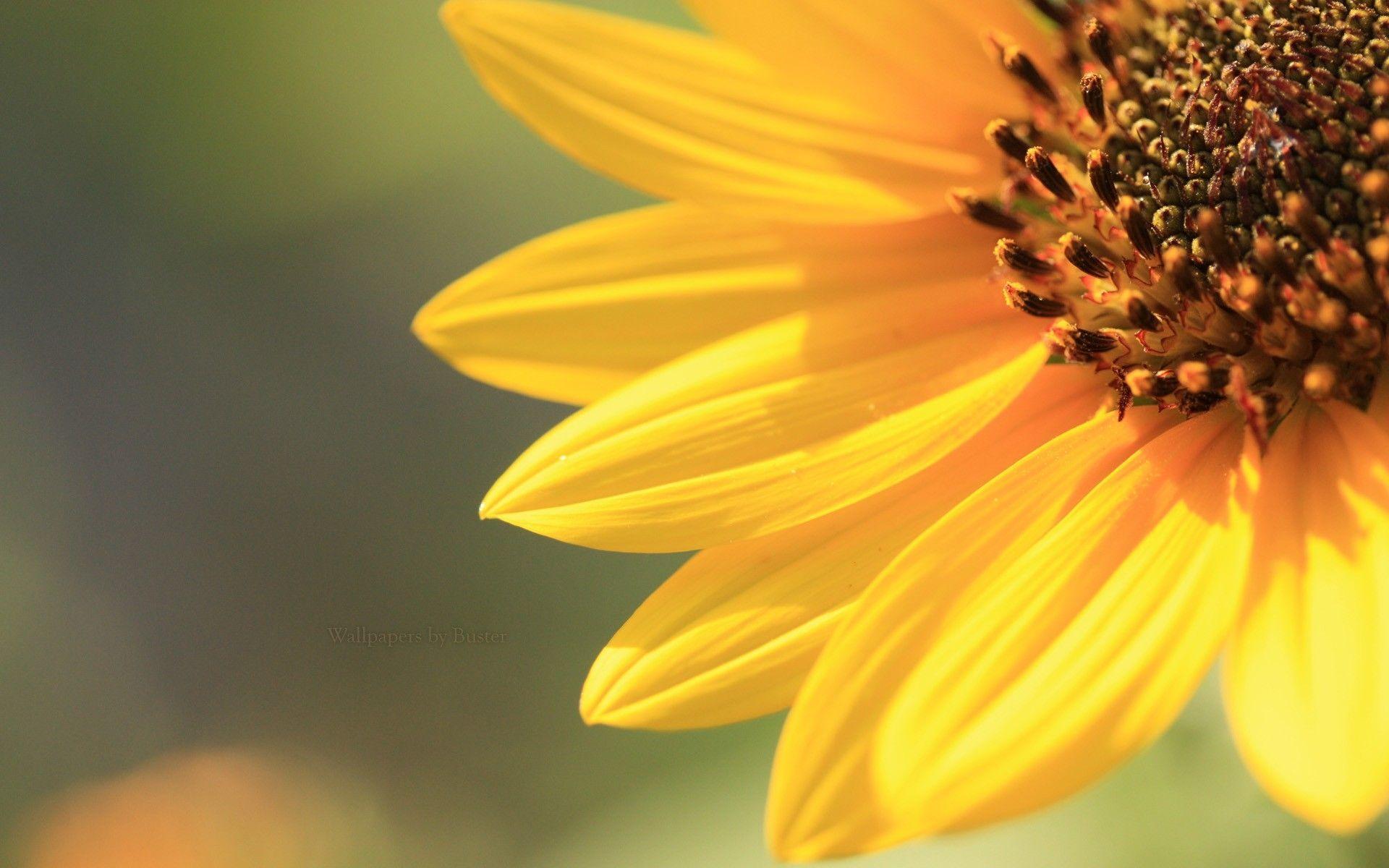 Sunflower Twitter Background
