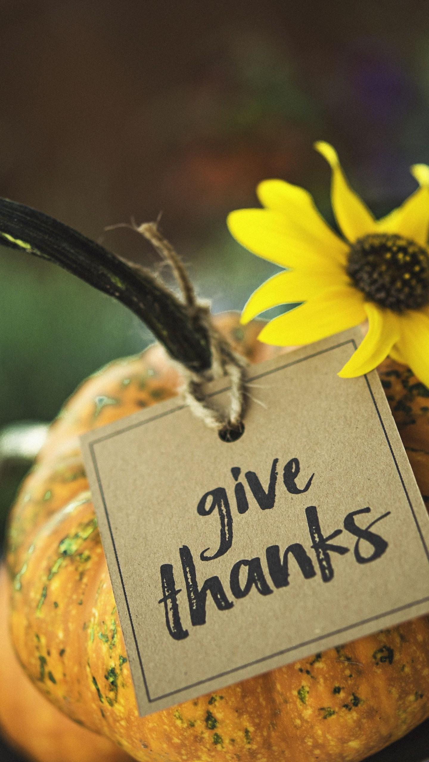 Download Wallpaper 1440x2560 Flower, Pumpkin, Thanksgiving