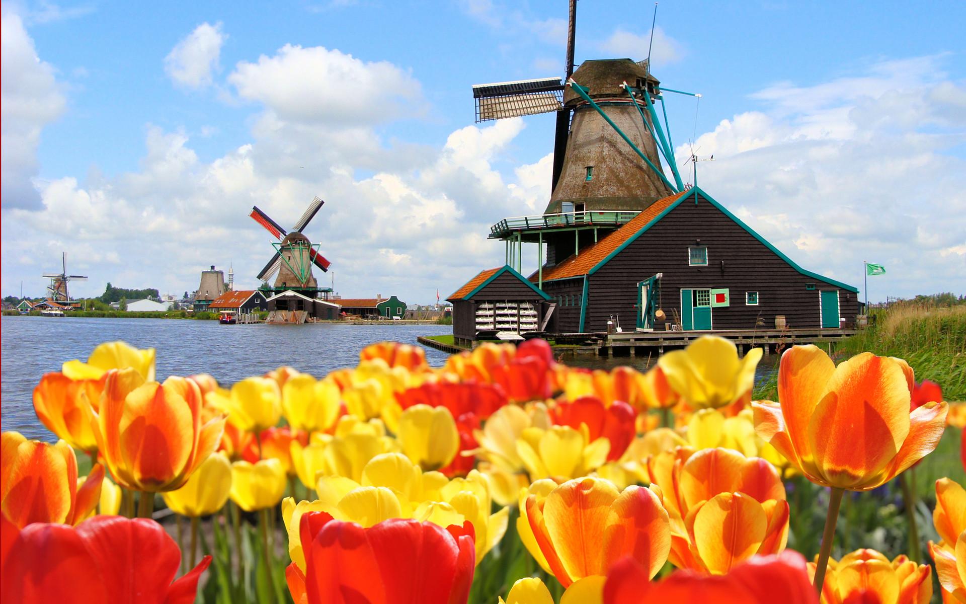 Dutch Windmill Wallpaper