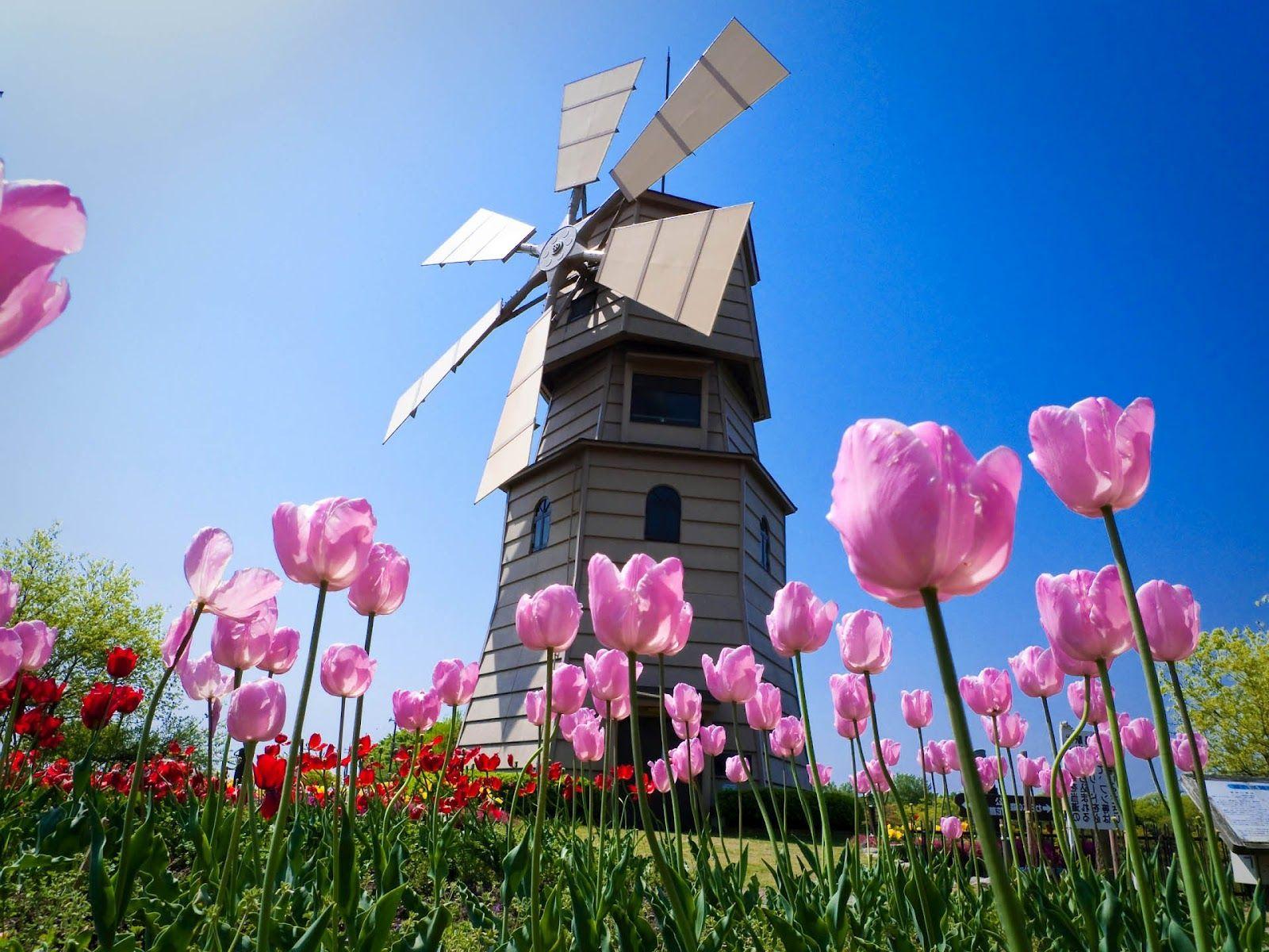 Dutch windmill and tulips. Spring wallpaper, Flower desktop wallpaper, Spring desktop wallpaper