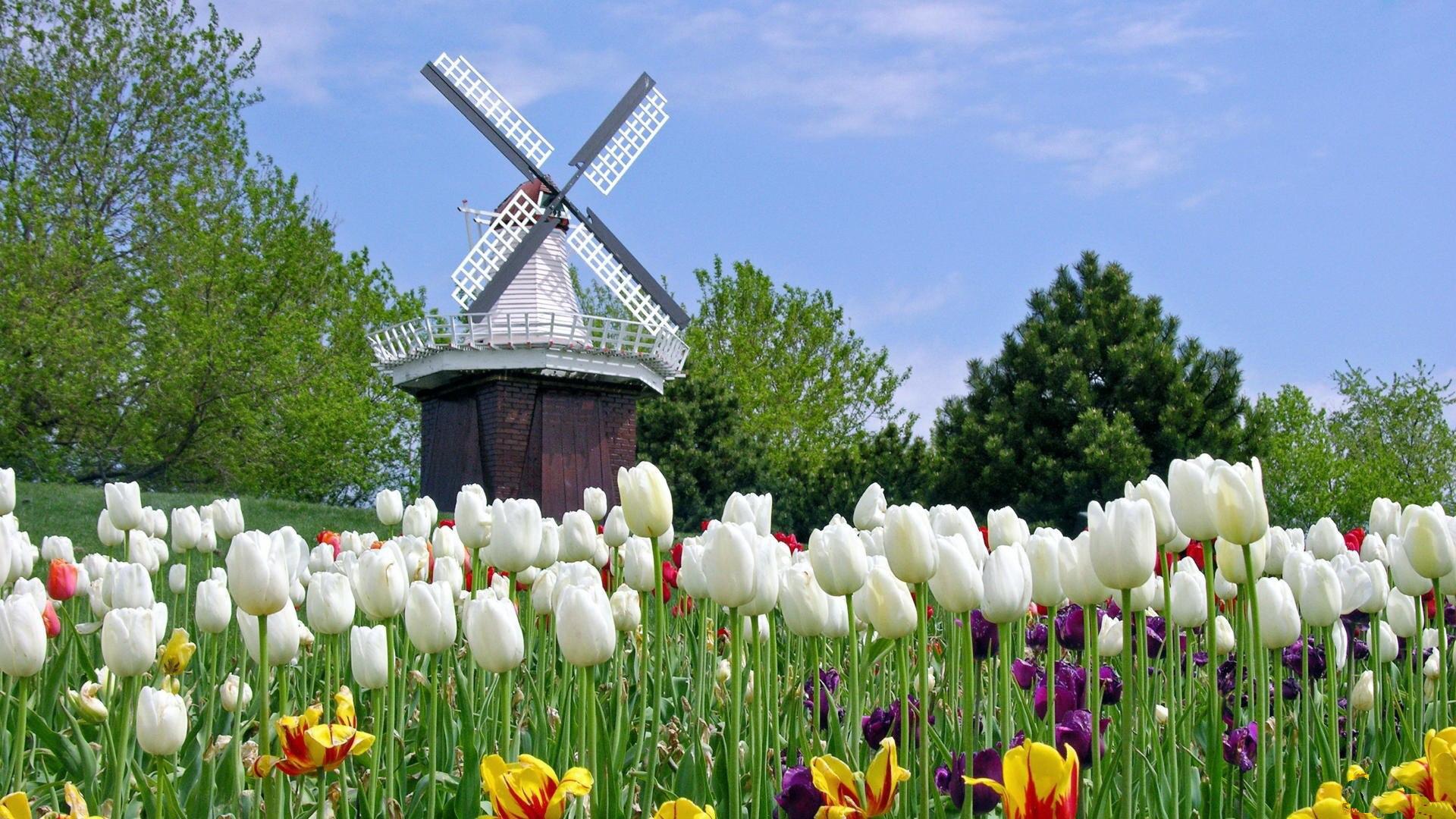 Free Dutch Windmill Wallpaper High Definition at Cool