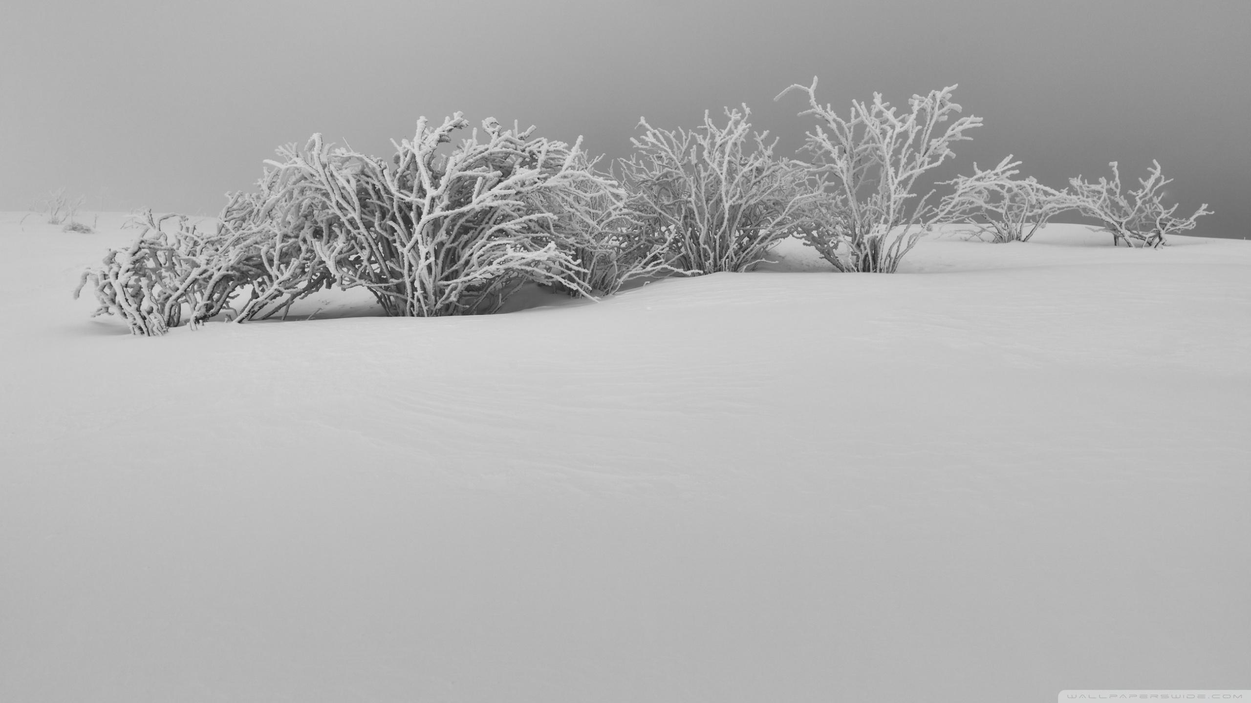Winter White Snow Aesthetic Black and White Ultra HD Desktop