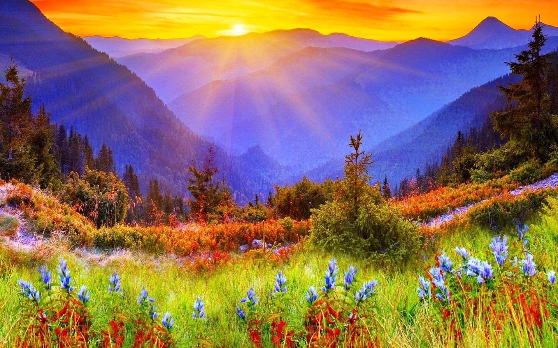 nature, Landscape, Flowers Wallpaper HD / Desktop