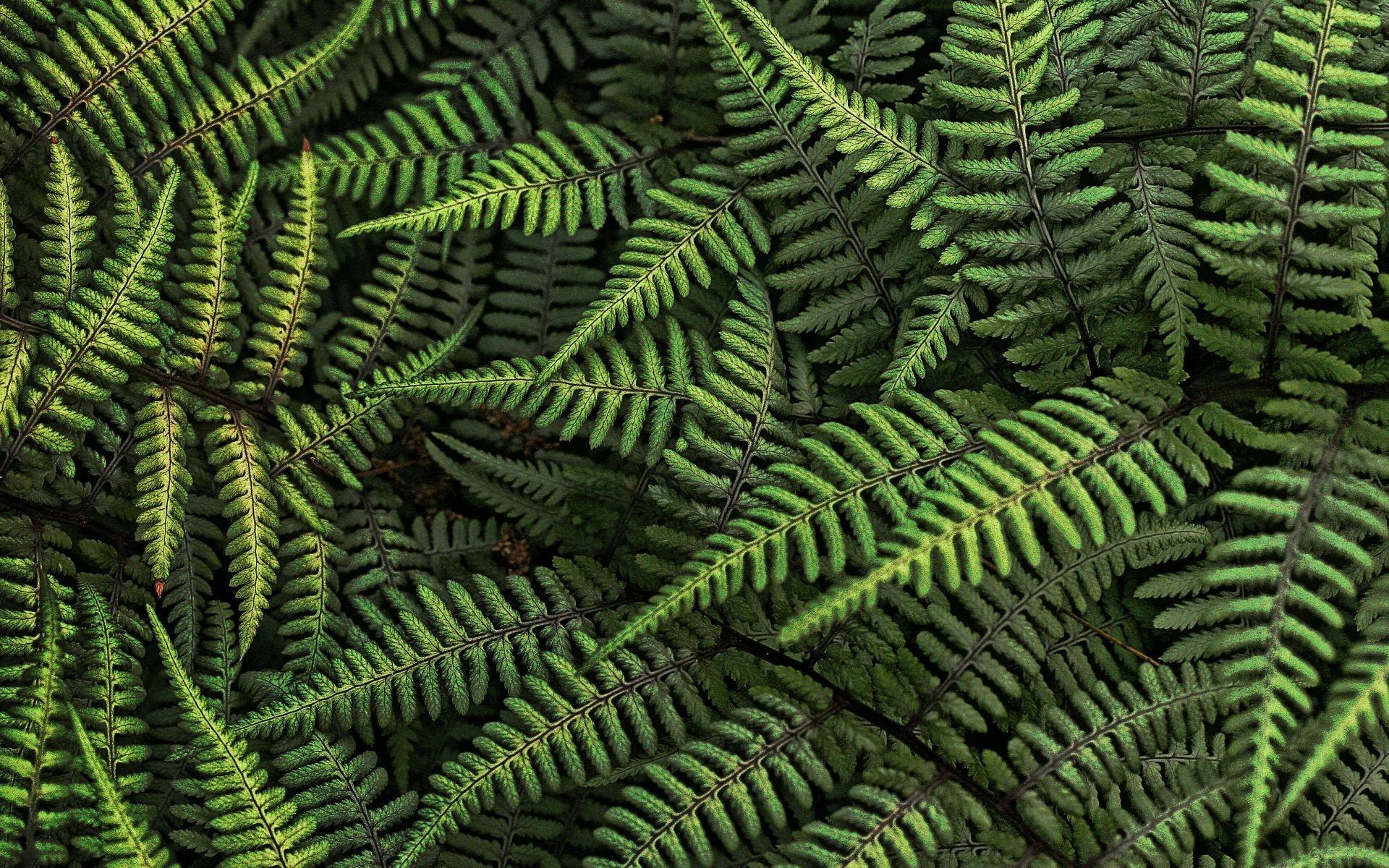 nature ferns leaves wallpaper and background