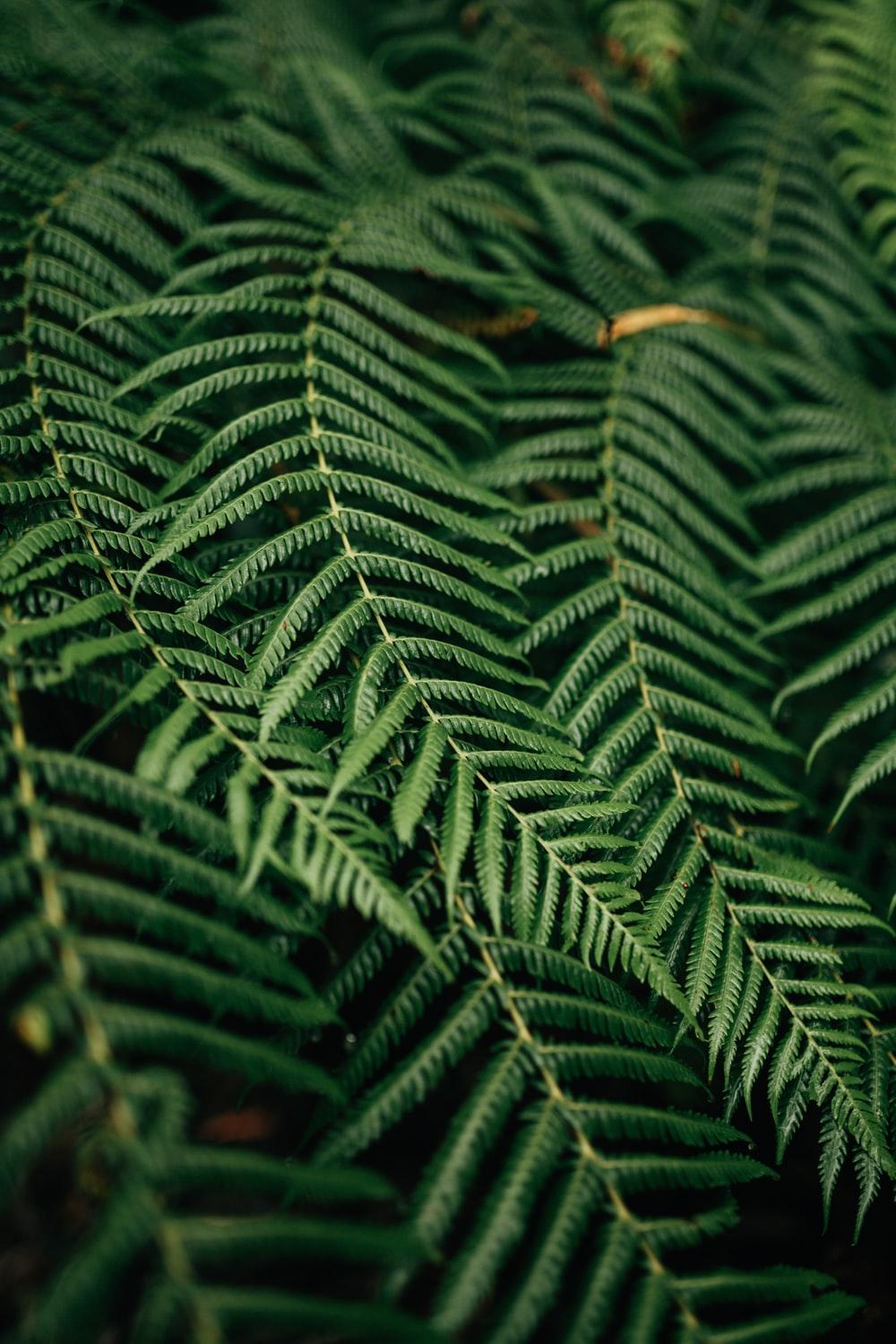 Close Up Fern Picture. Download Free Image