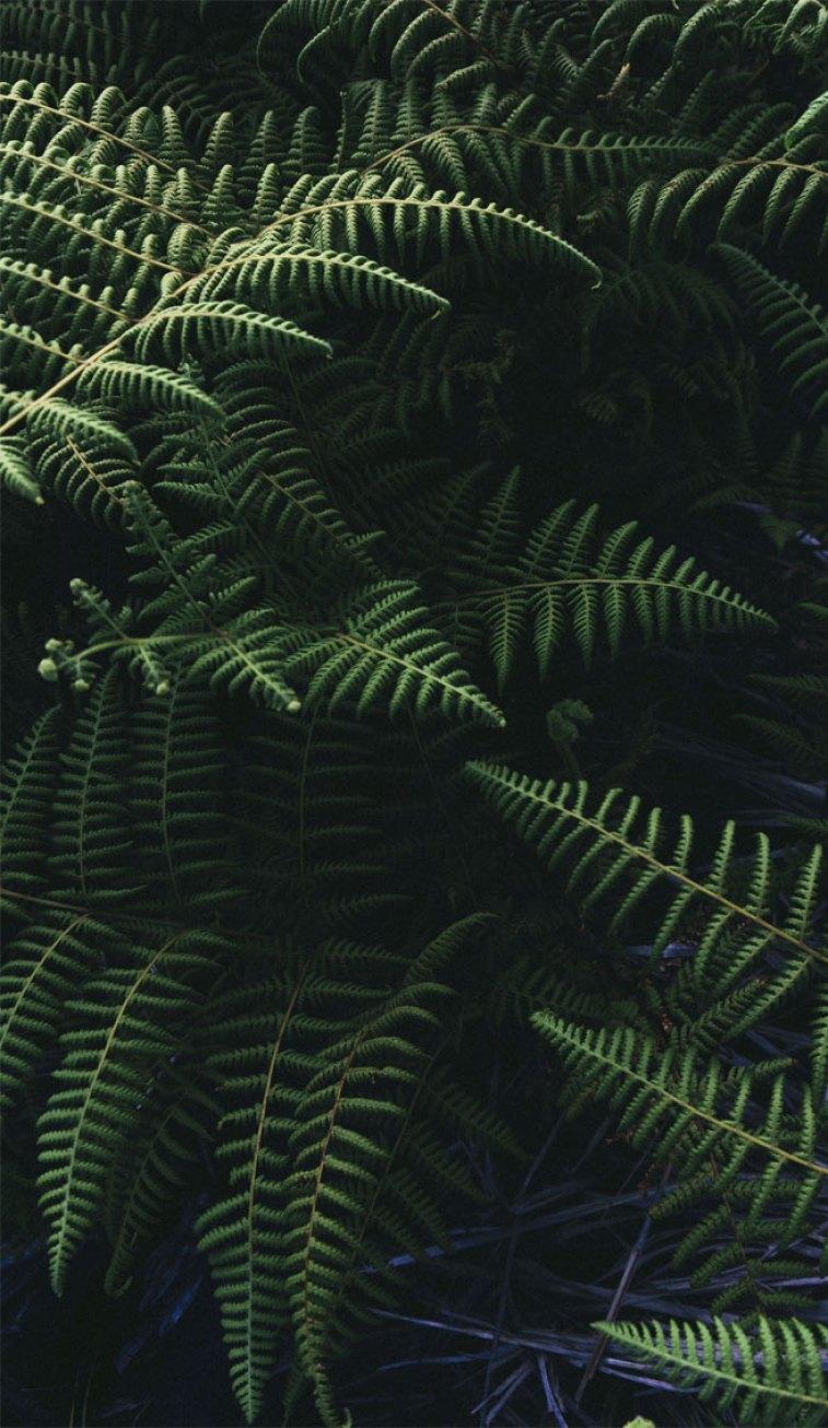 Beautiful green fern leaves, Picture of green fern leaves