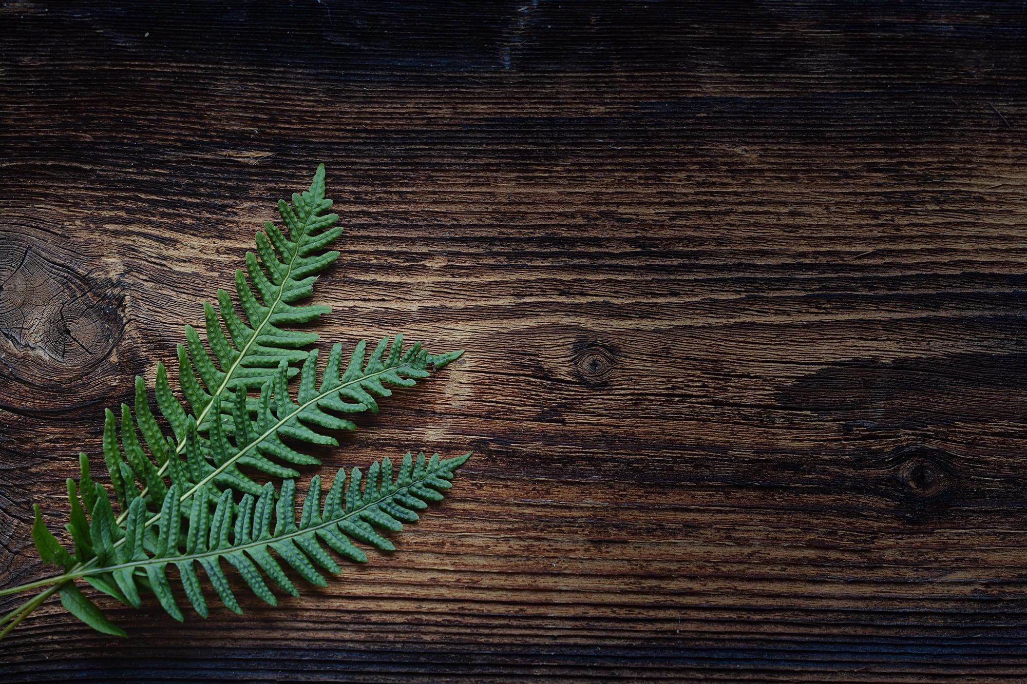 Green fern leaf on brown wooden surface HD wallpaper