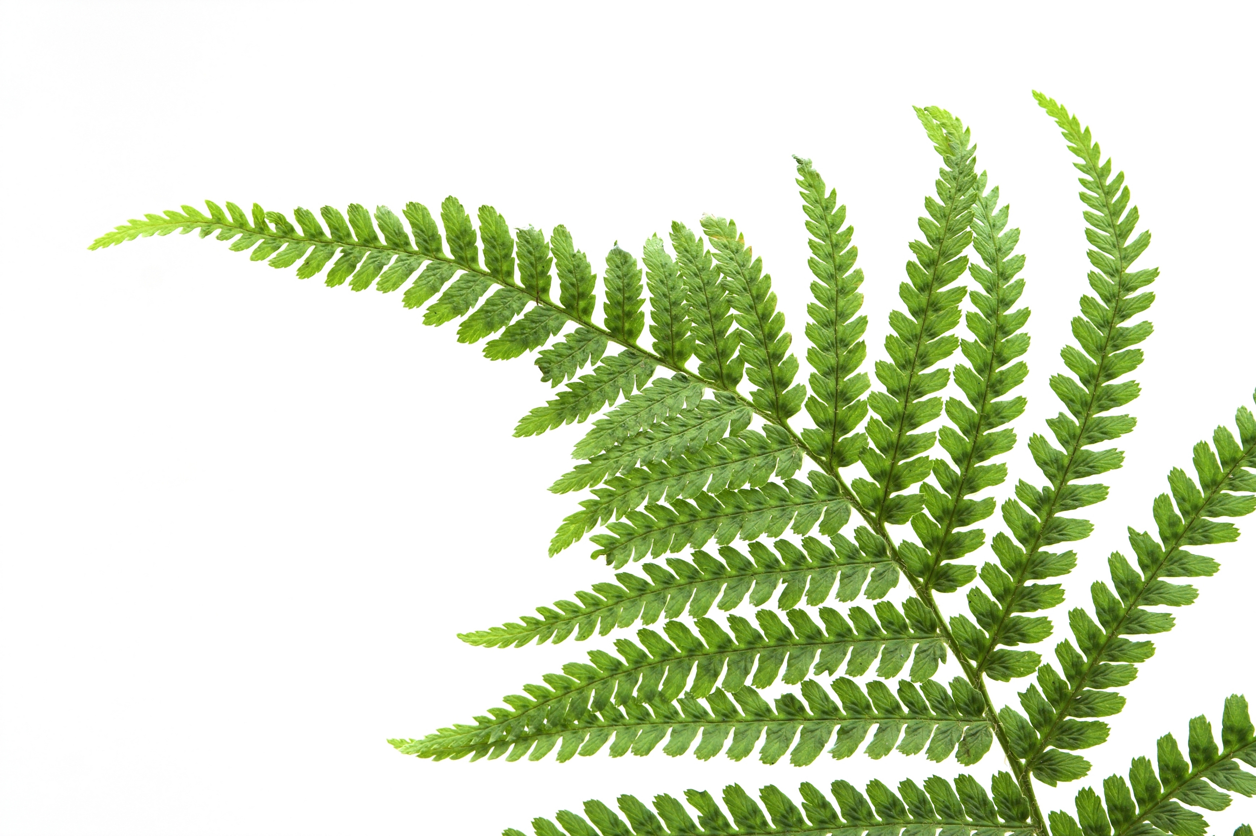 Green Fern Leaf Wallpapers - Wallpaper Cave