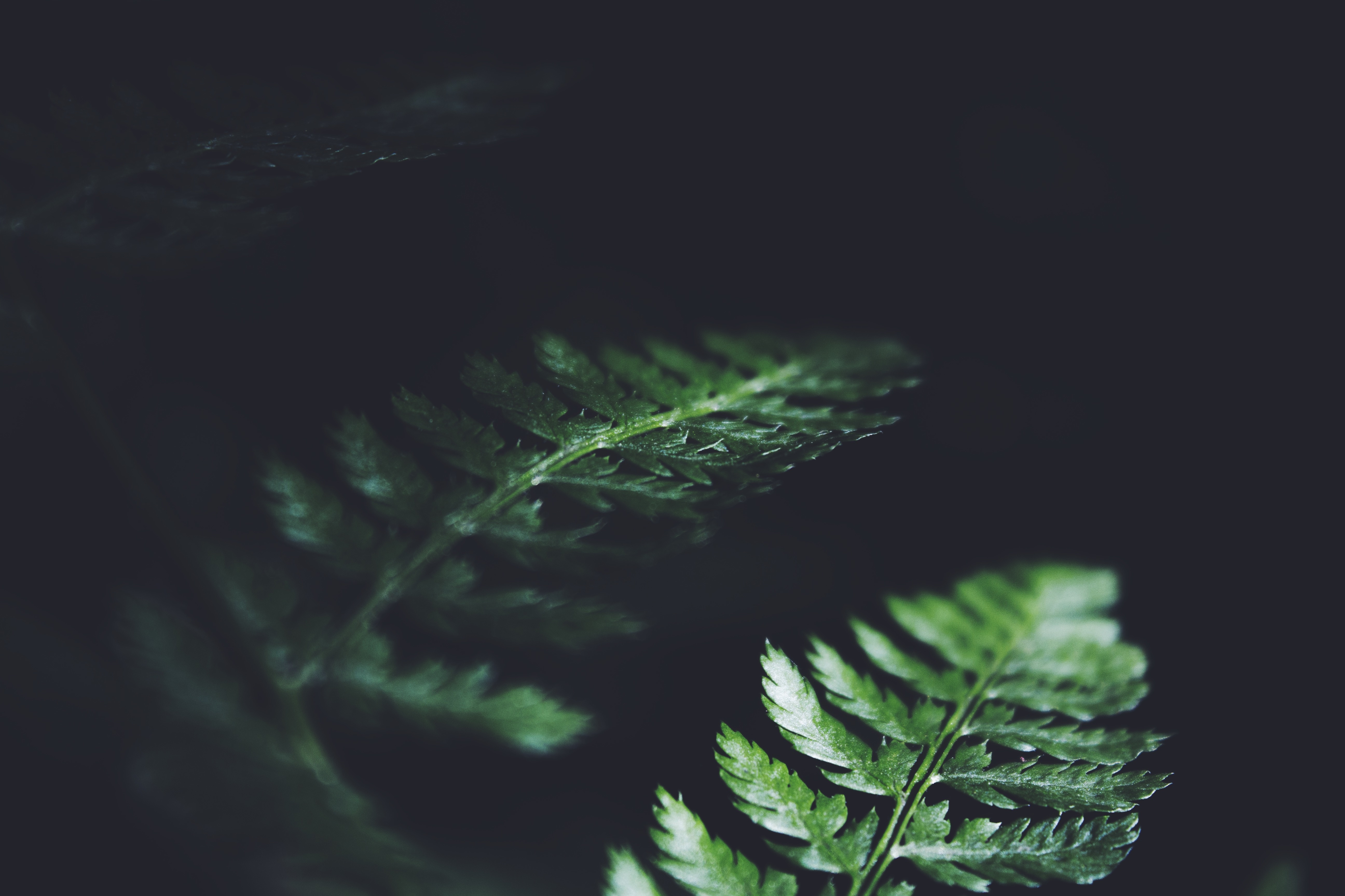 green fern free image