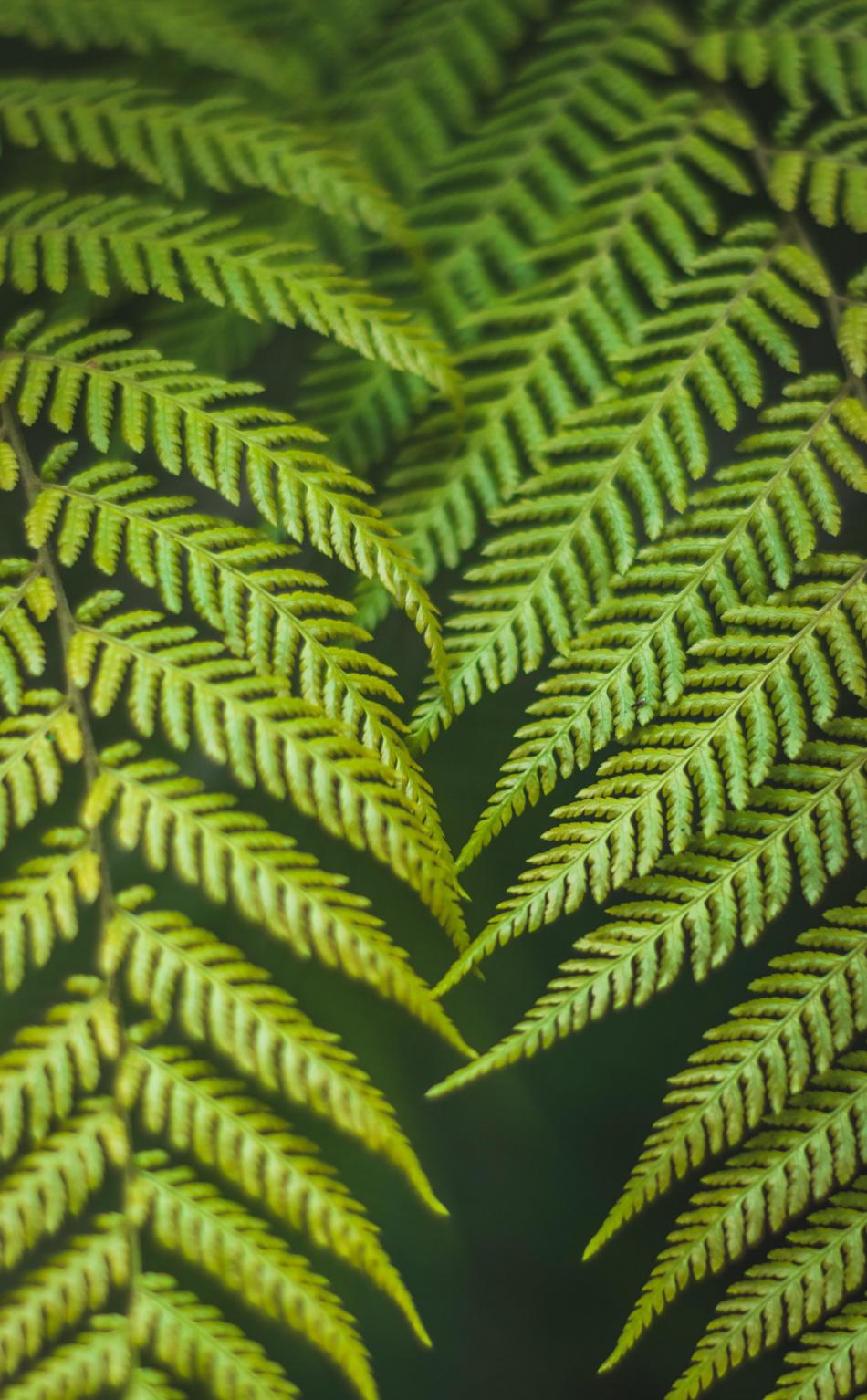 Green Fern Leaf Wallpapers - Wallpaper Cave