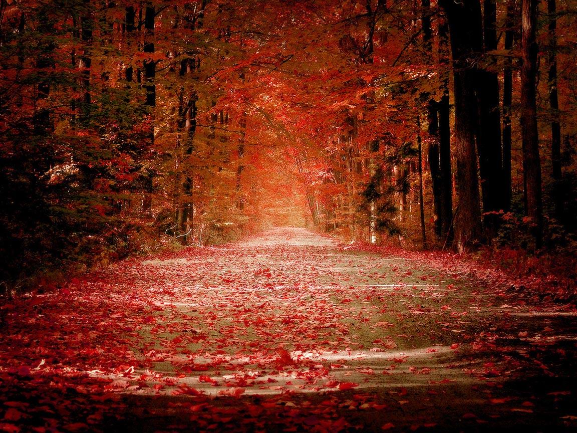 Wallpaper autumn, leaves, the crimson image for desktop